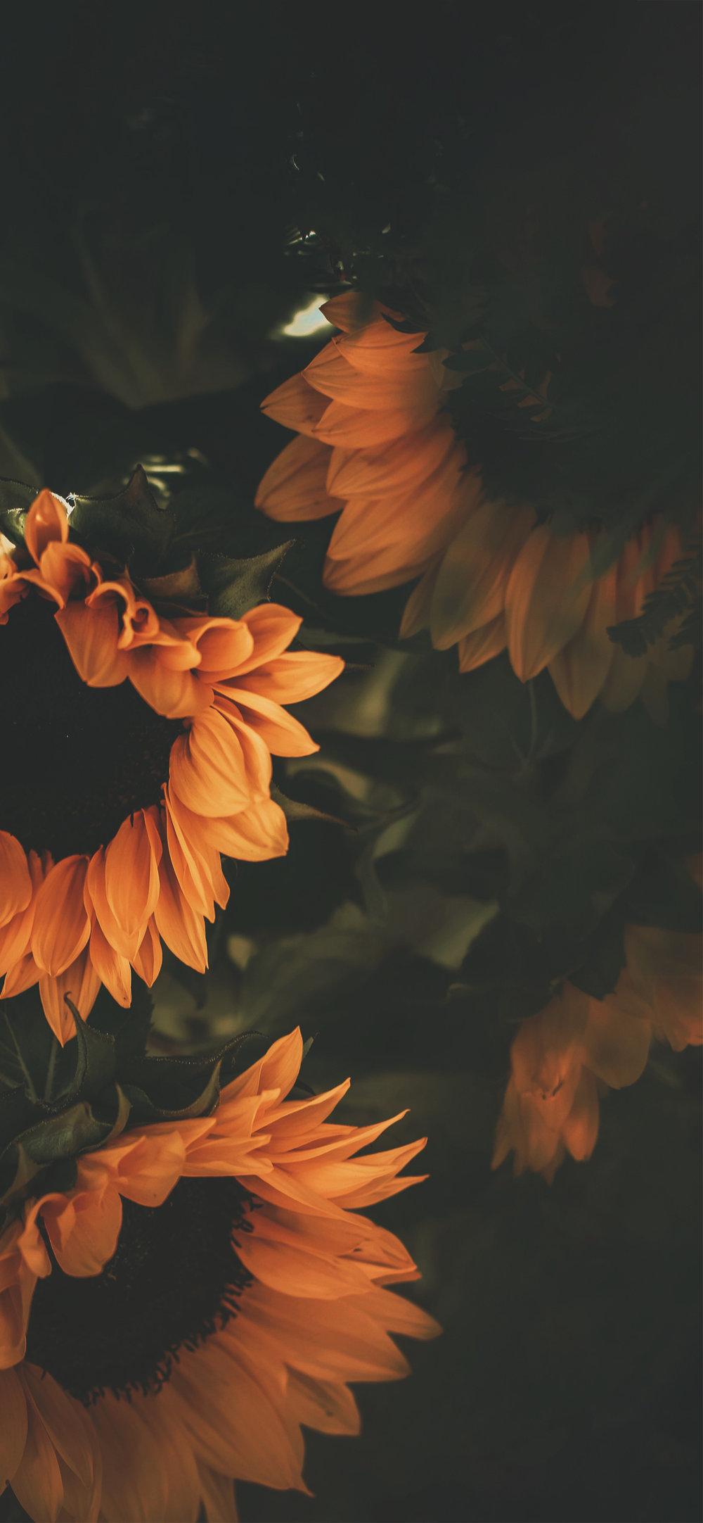 Iphone wallpaper with sunflower + Wallpapers Download 2023