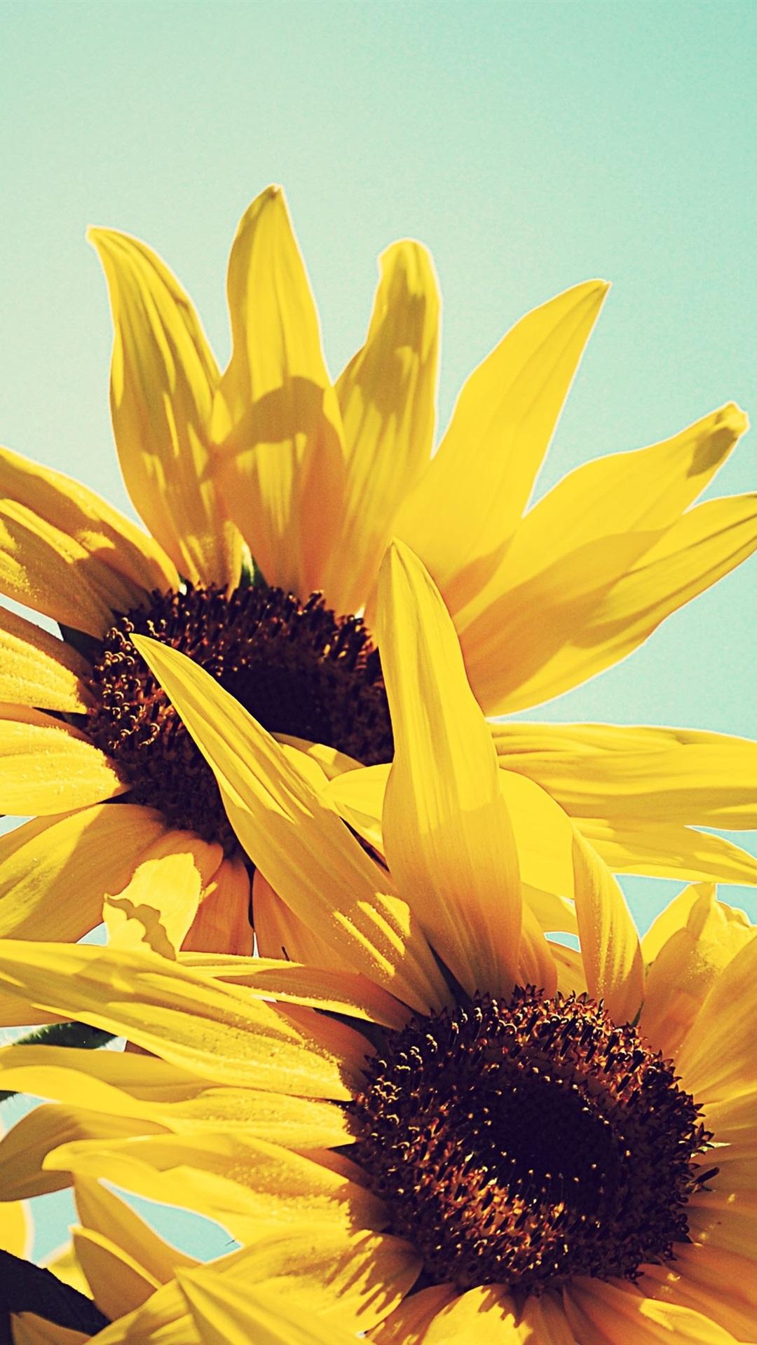 Sunflowers, Yellow Petals, Blue Sky 1080x1920 IPhone 8 7 6 6S Plus