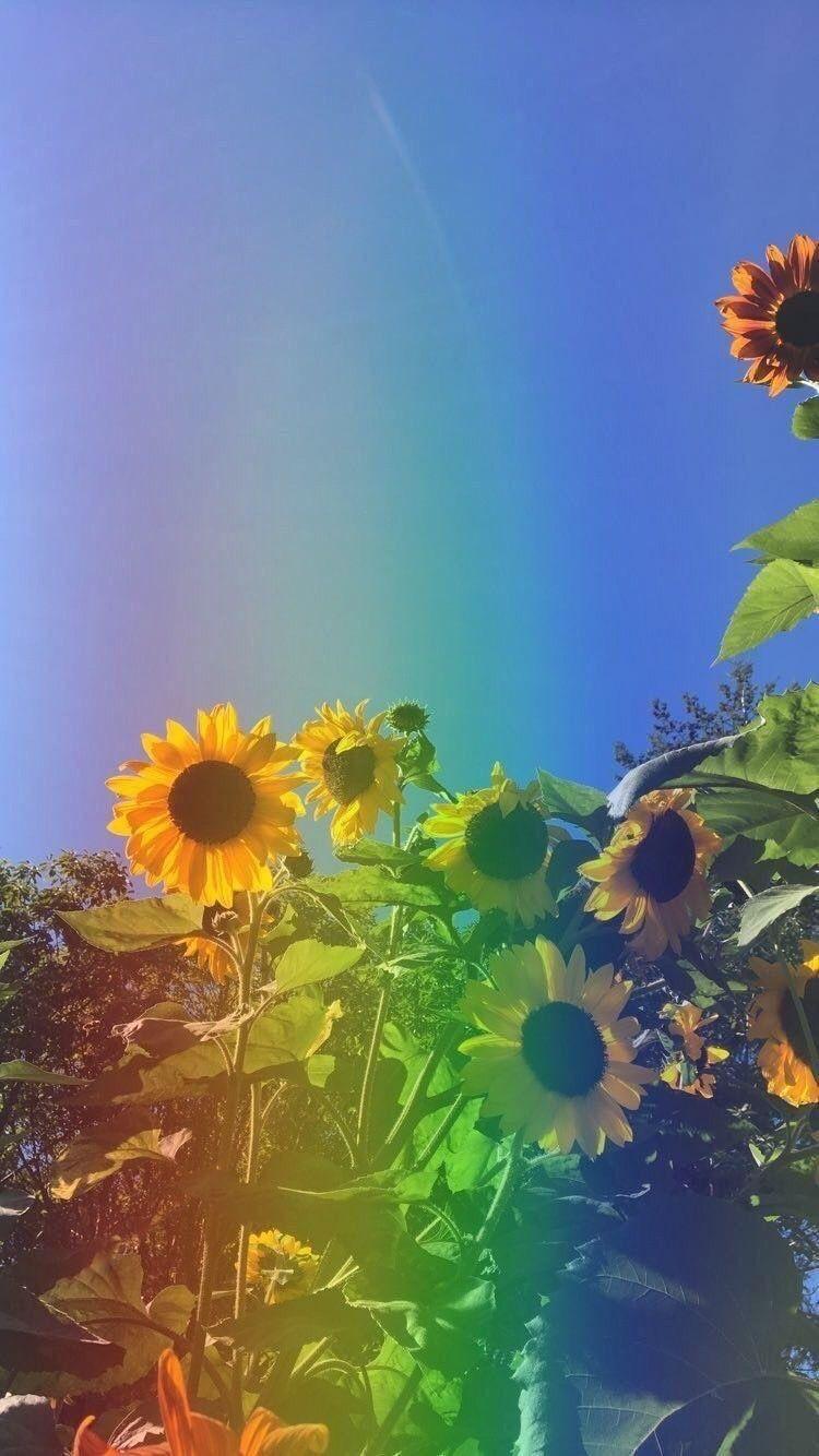 Honey And Sunflower Free Mobile Phone s wallpaper Collection