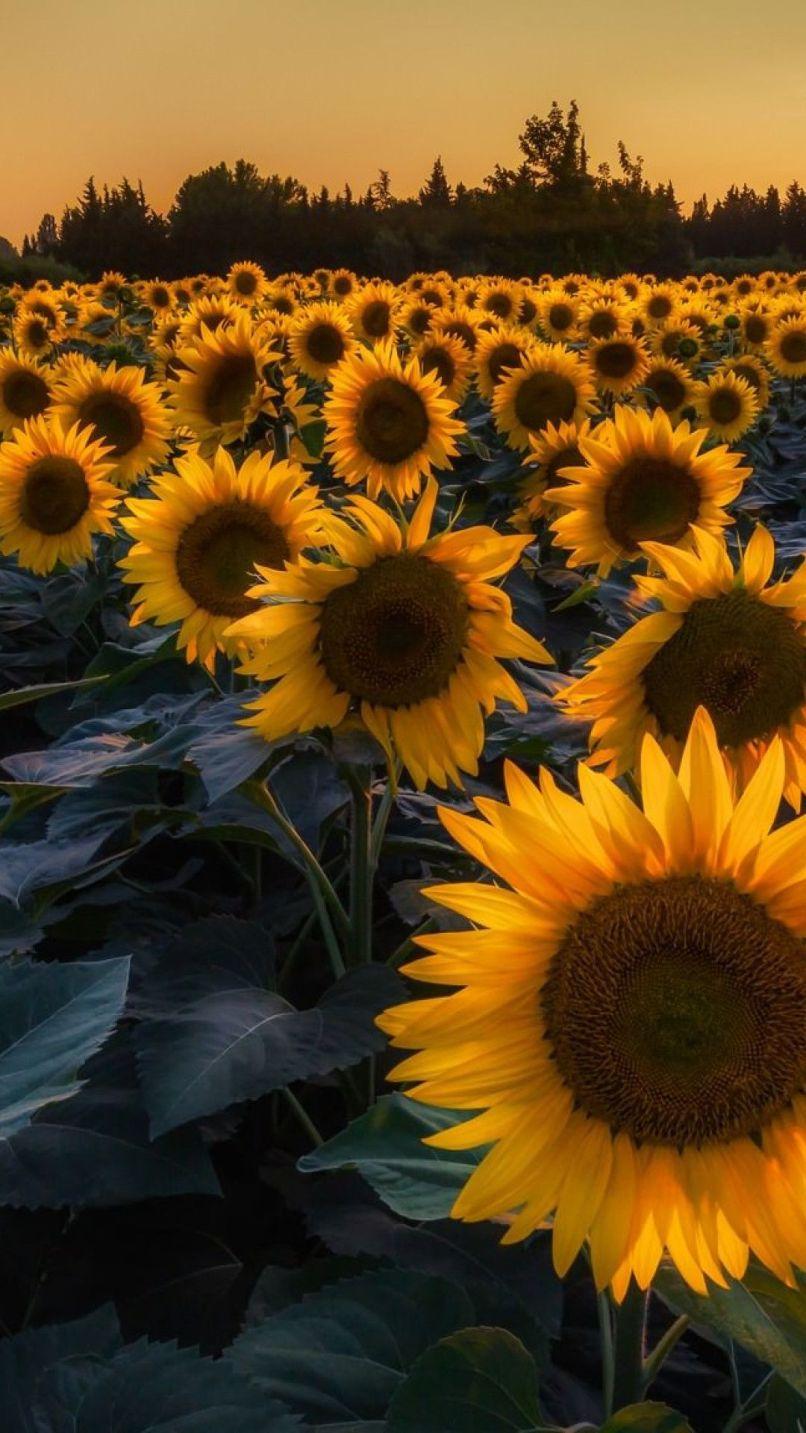 Sunflower Wallpaper For iPhone 6 Plus
