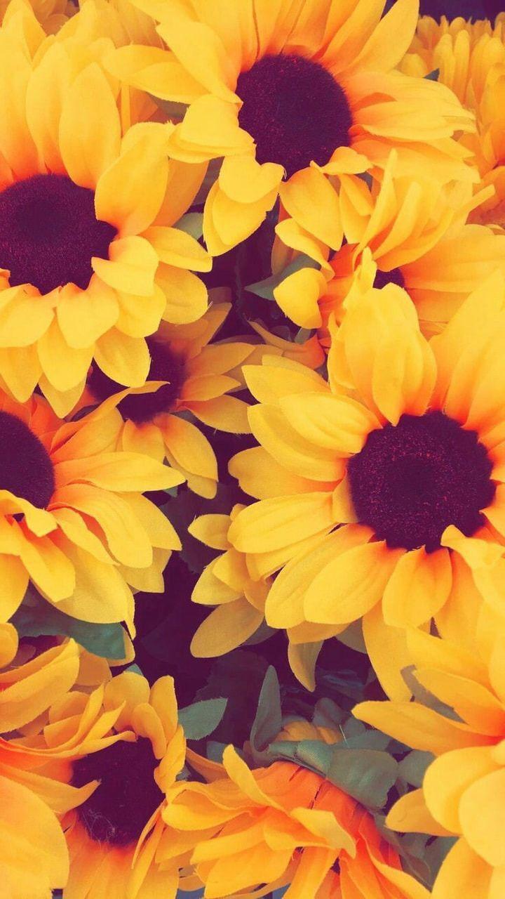 58+] Sunflower iPhone Wallpapers - WallpaperSafari