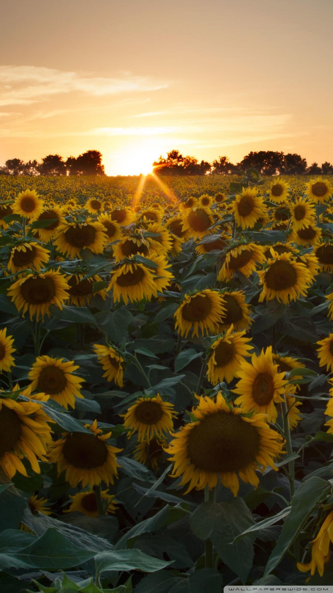 Sunflower Field Sunset Ultra HD Desktop Background Wallpaper