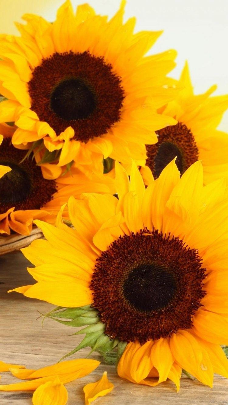 Sunflower Background iPhone 7