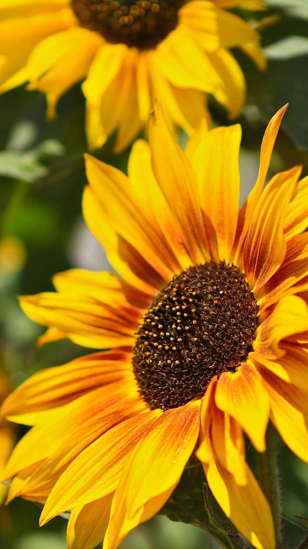 Sunflower flower macro photography wallpaper