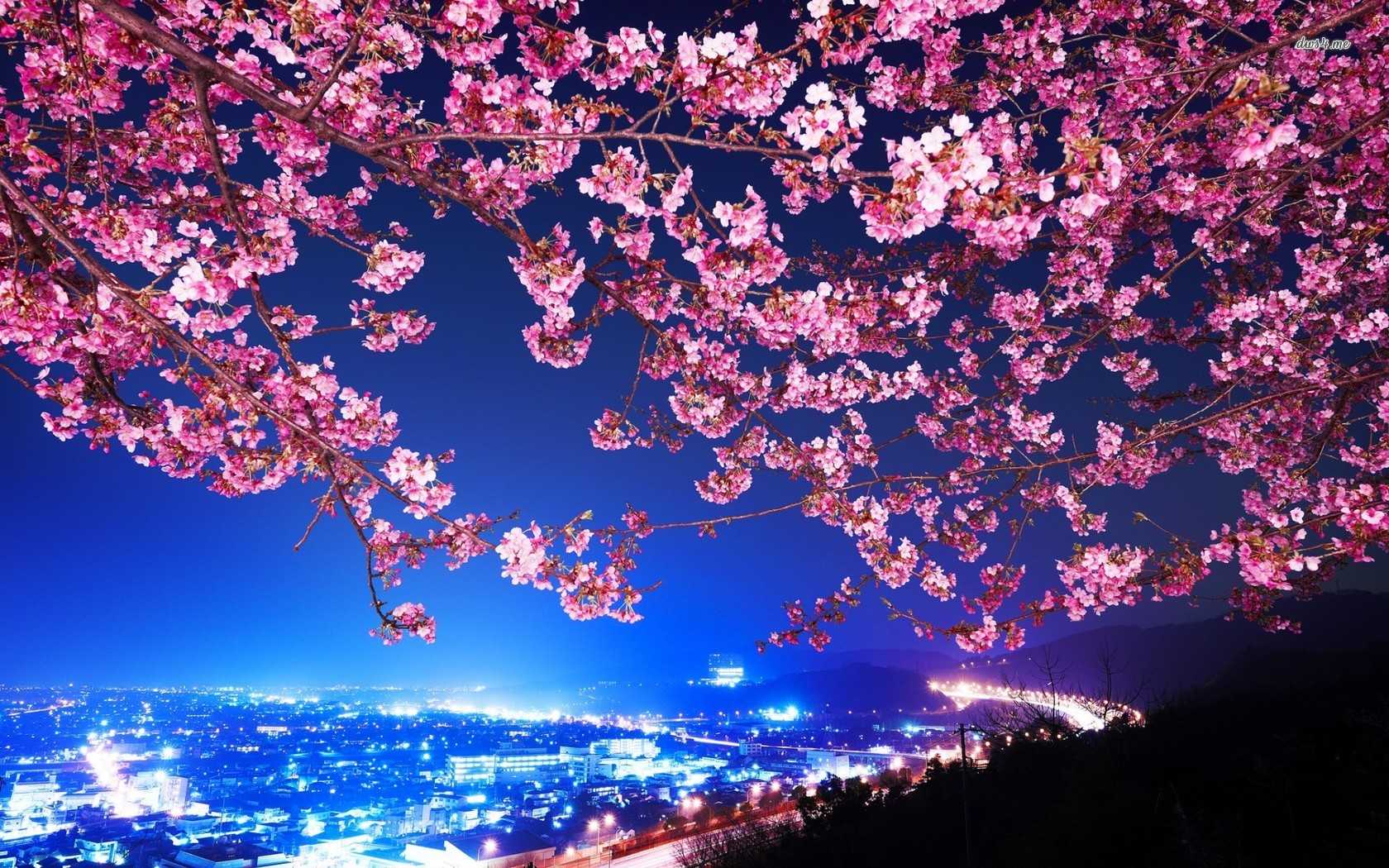 Download Tokyo Anime City With Cherry Blossom Tree Wallpaper