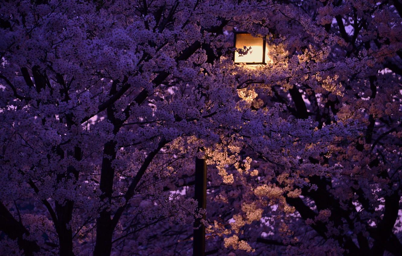 Wallpaper night, lantern, Japan, cherry blossoms image for desktop, section природа