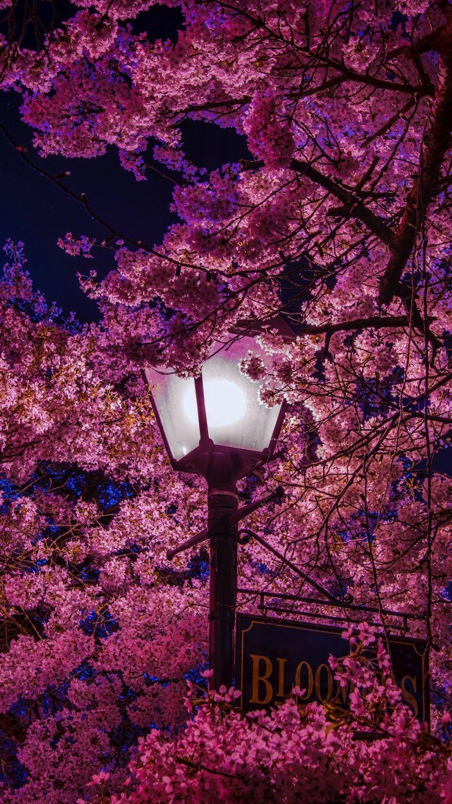 Sakura night. Beautiful Wallpaper. Spring wallpaper, Minimalist