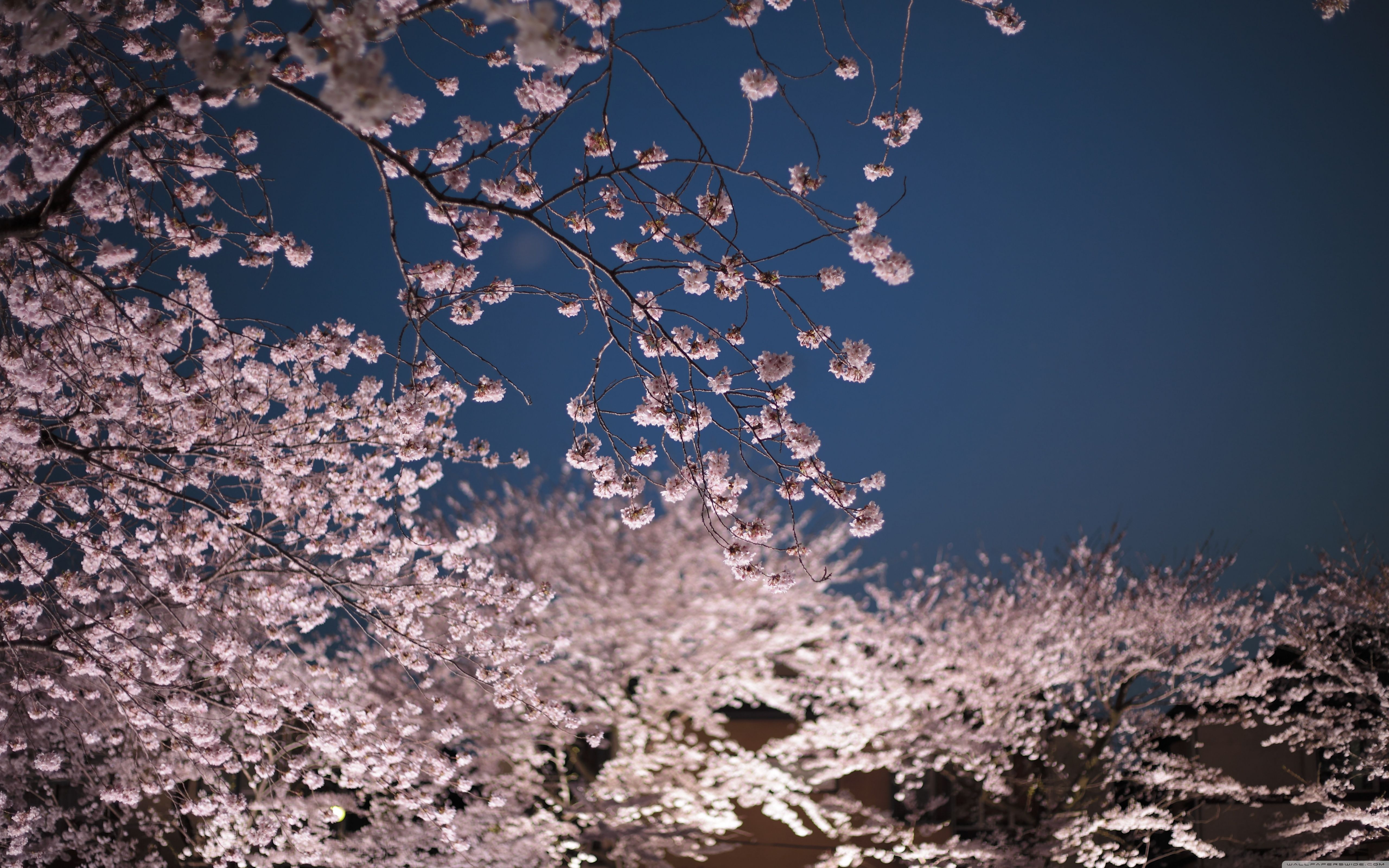 Cherry Blossoms at Night Wallpaper