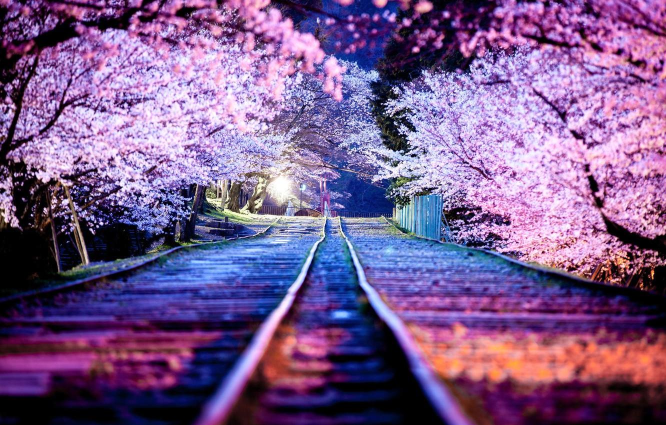 Wallpaper night, the city, lights, spring, Japan, Sakura, April