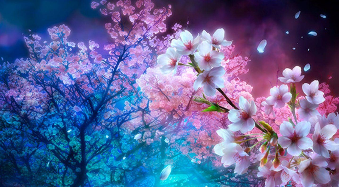 Cherry Blossom Tree at Night Wallpaper Free Cherry Blossom
