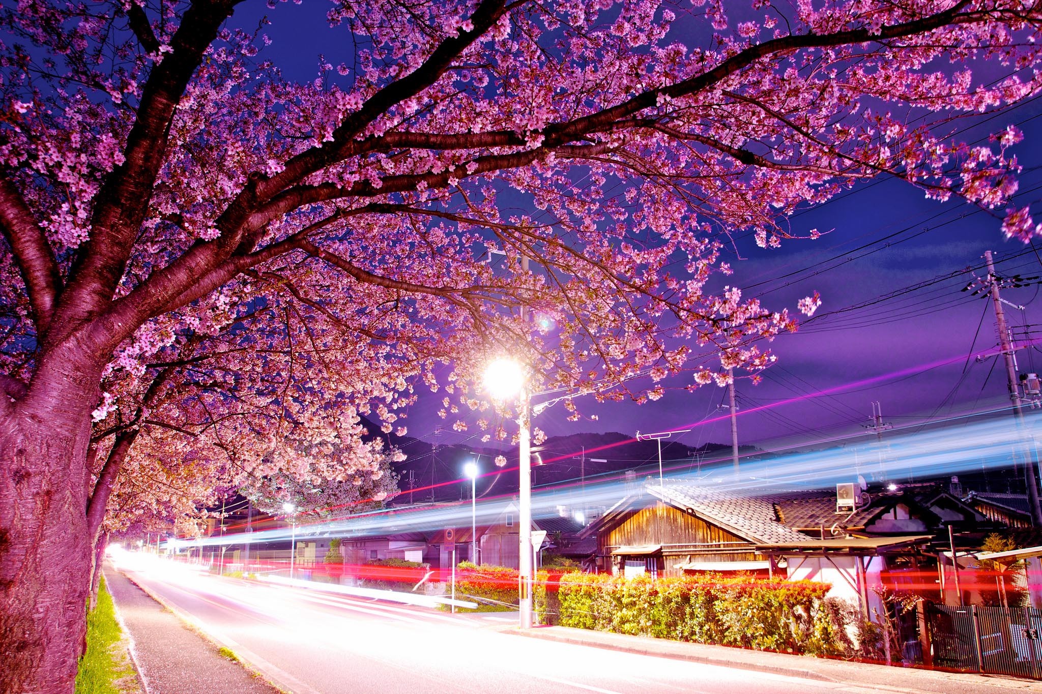 Japan, cherry blossoms, Tokyo, cityscapes, city night wallpaper