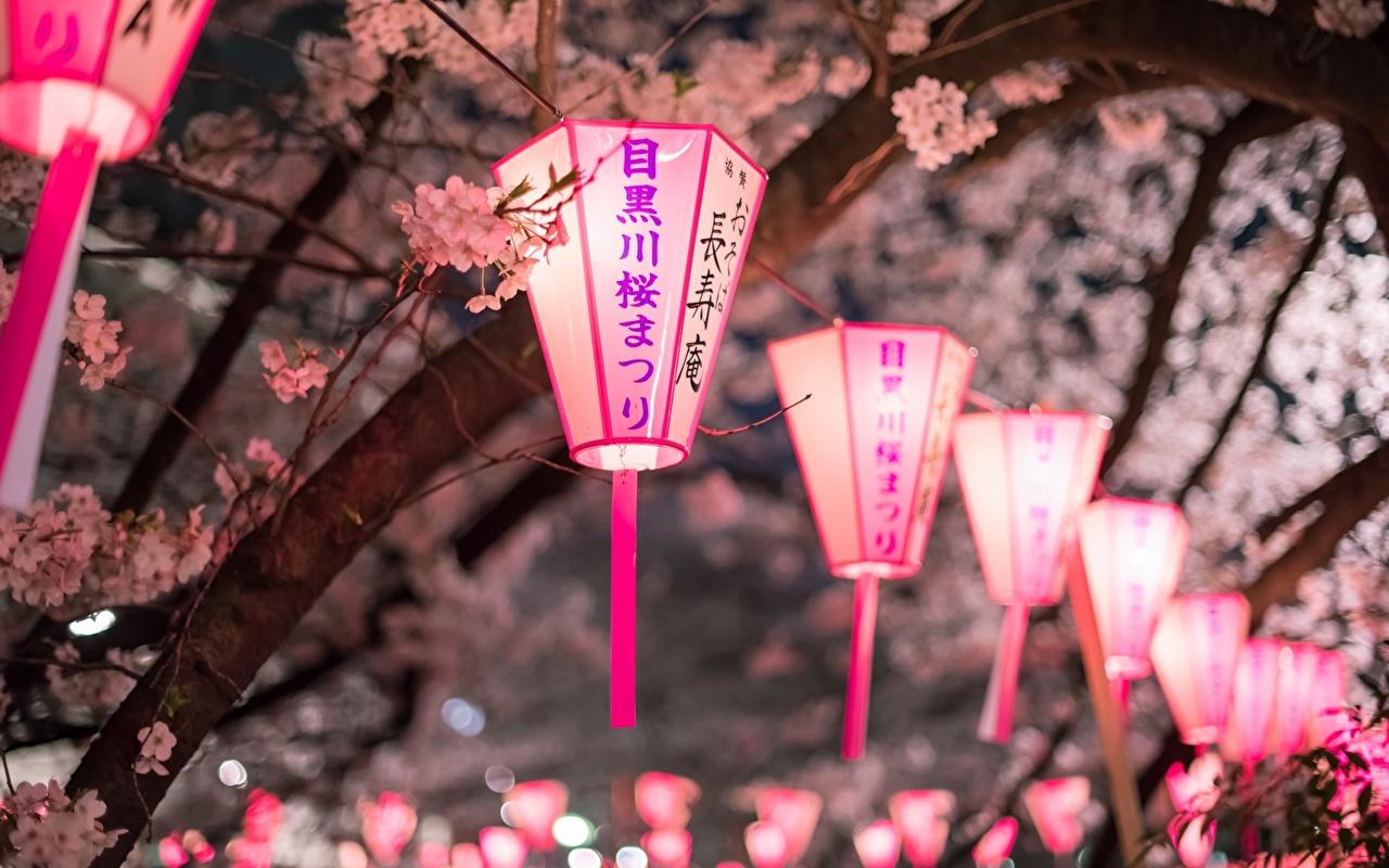 image Lantern Cherry blossom Branches night time