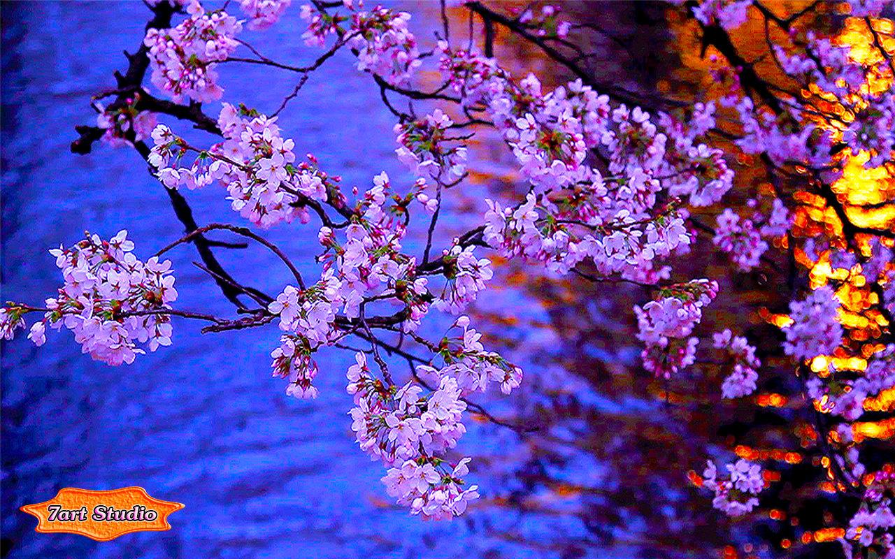 Kyoto Evening Blooming Sakura Screensaver & Animated