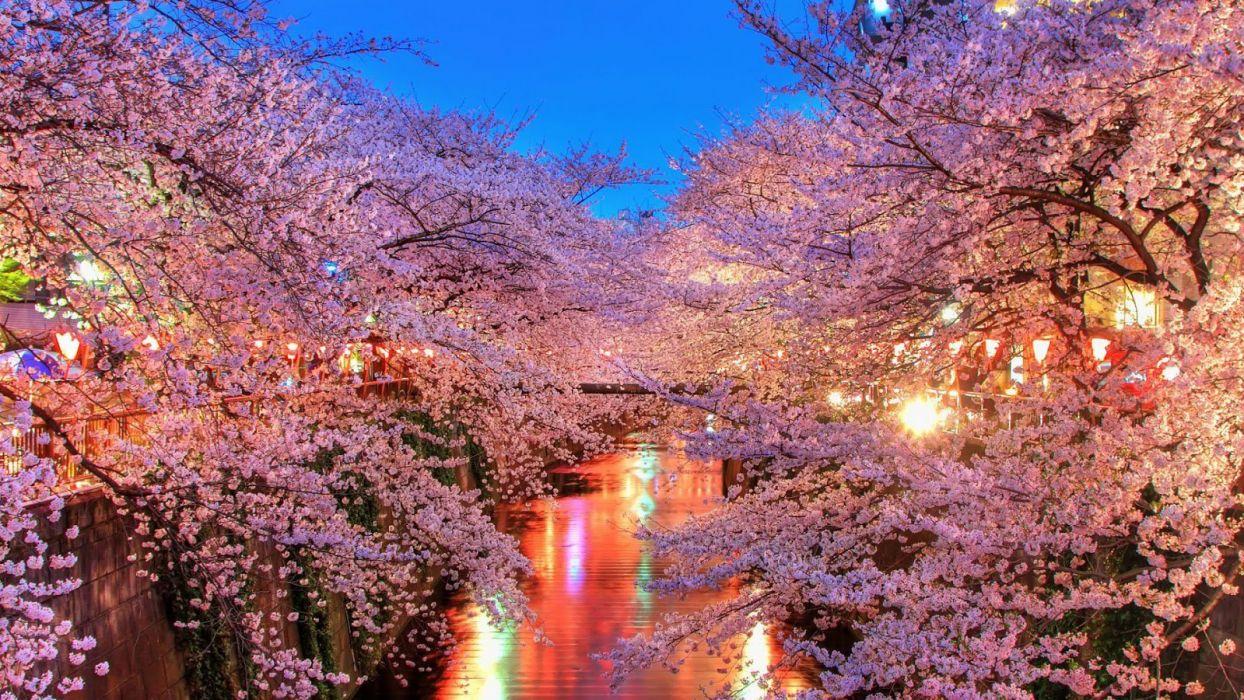 Light water night sakura tokyo spring flower peoples tree nature