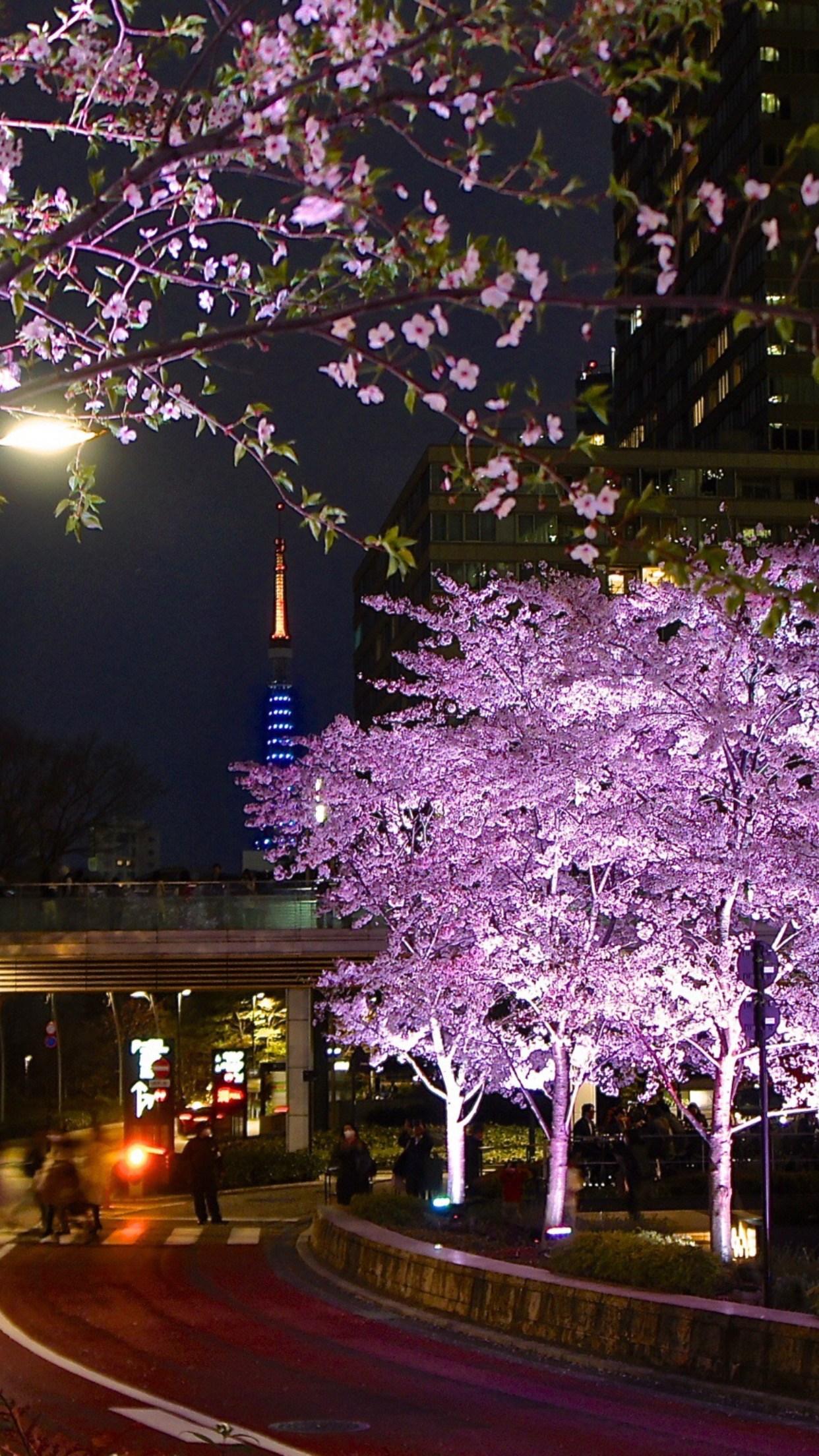 Download Glowing cherry blossom tree in the night Wallpaper  Wallpapers com
