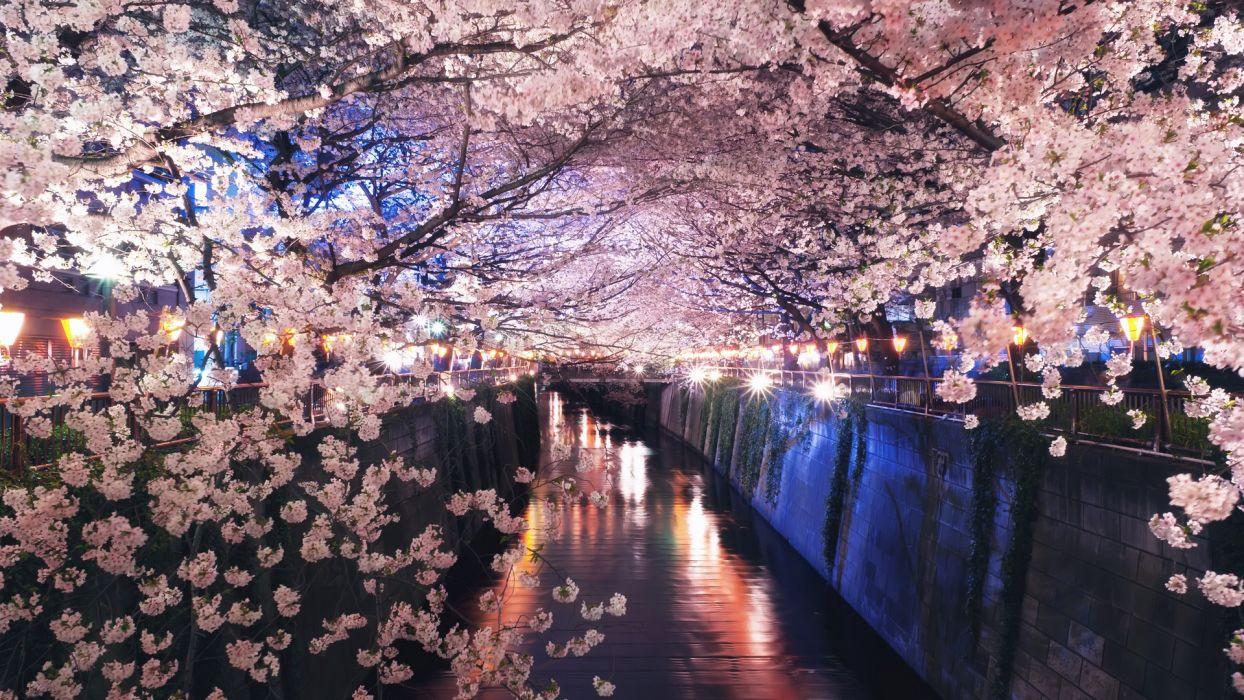 Japan spring cherry blossom canal night lights wallpaper