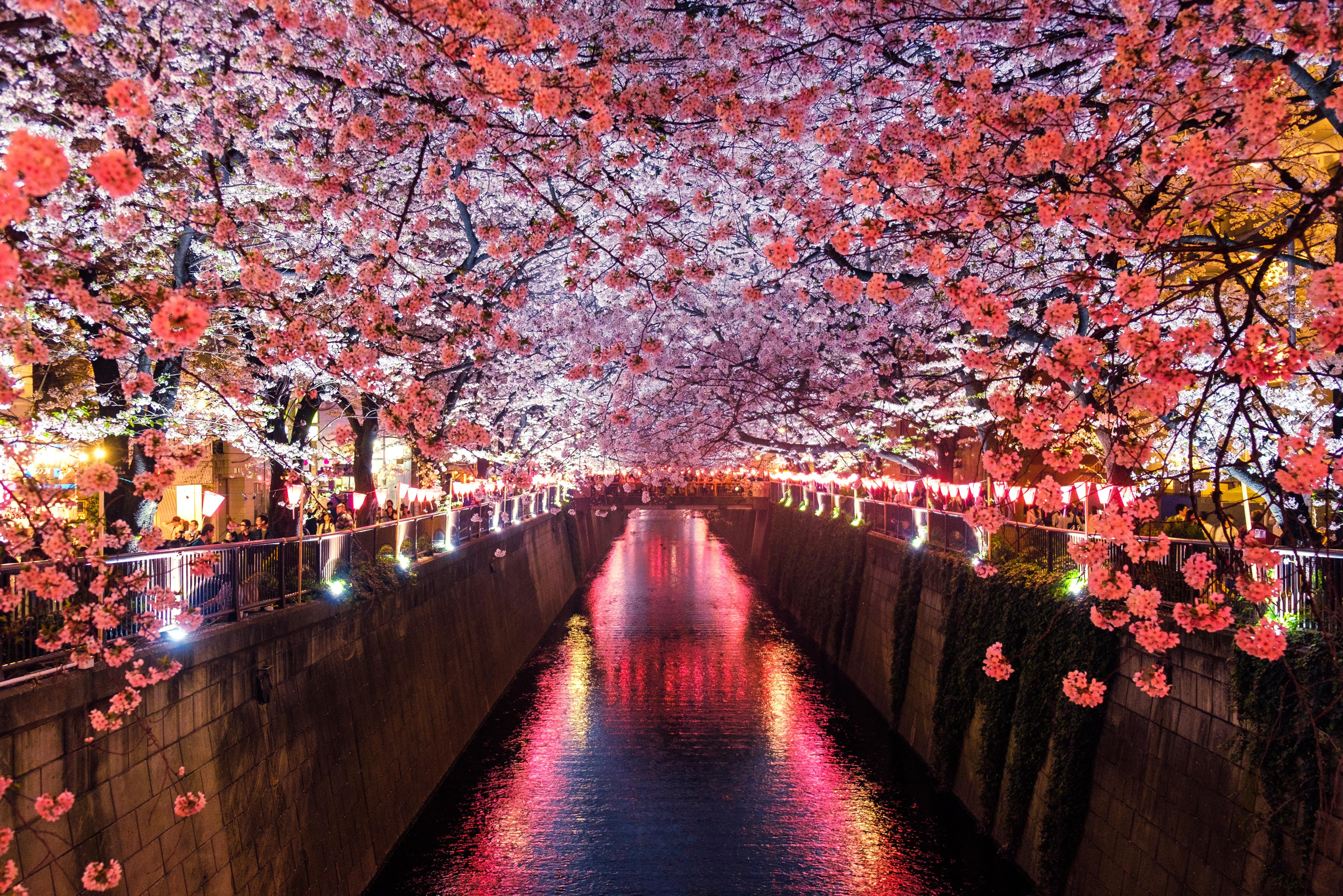Light, Earth, Sakura, Cherry Blossom, Canal, Spring, Flower