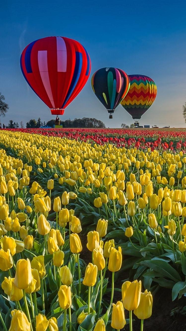 Tulips Field, Hot Air Balloon 750x1334 IPhone 8 7 6 6S Wallpaper
