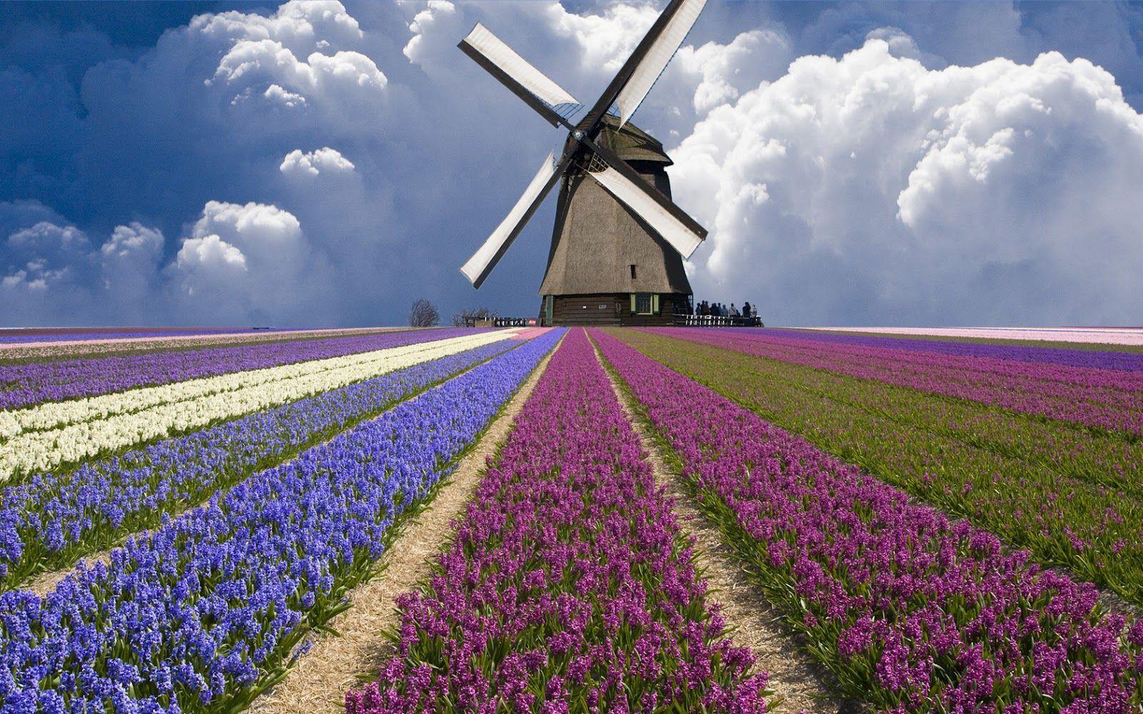 Netherlands Tulip Fields Wallpaper. Huge Windmill Holland