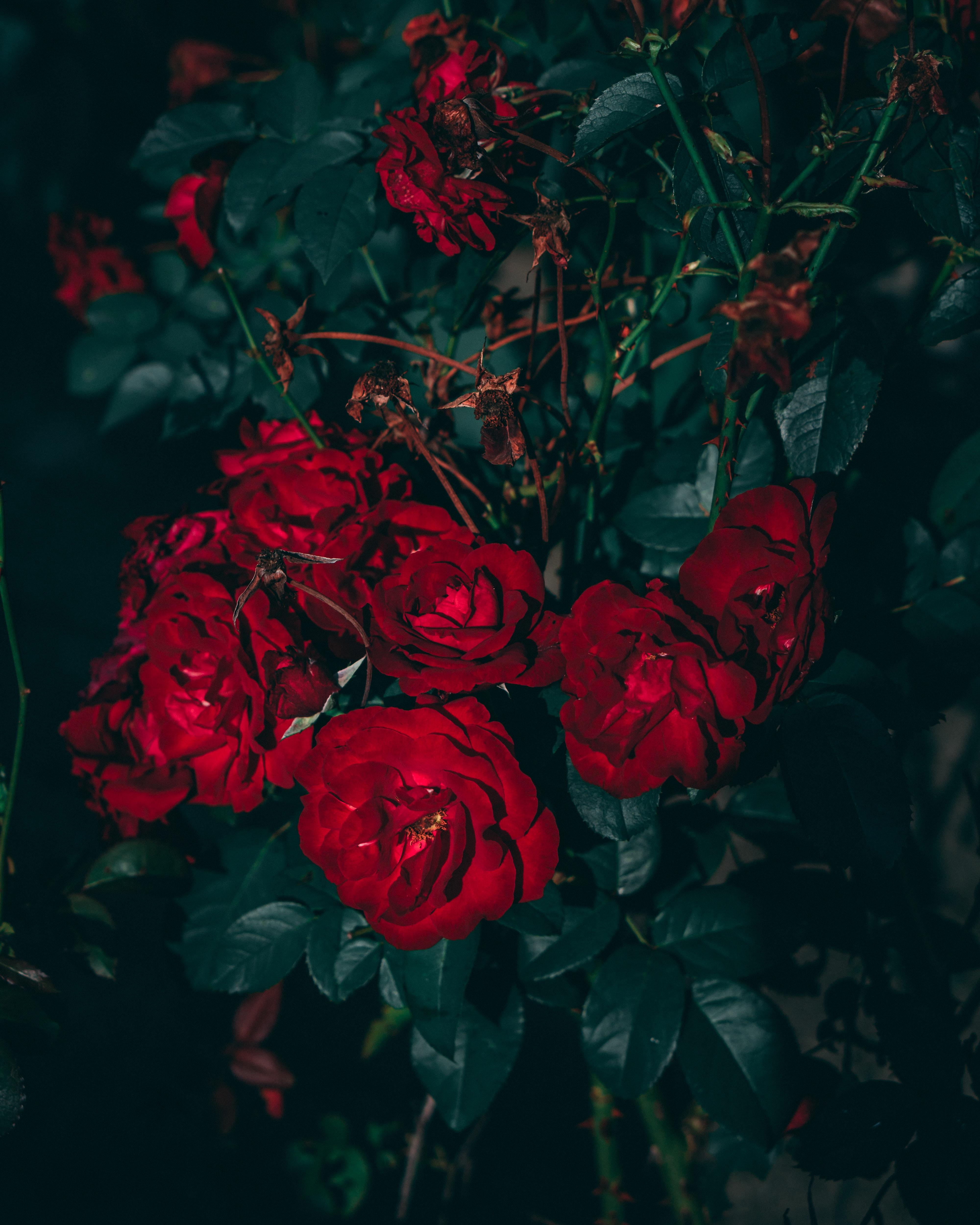 Dark red rose aesthetic