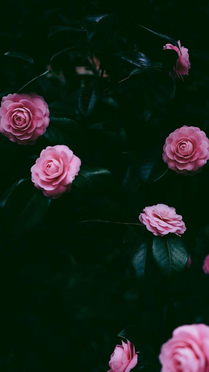 iPhone Wallpaper. Pink, Garden roses, Flower, Rose, Petal