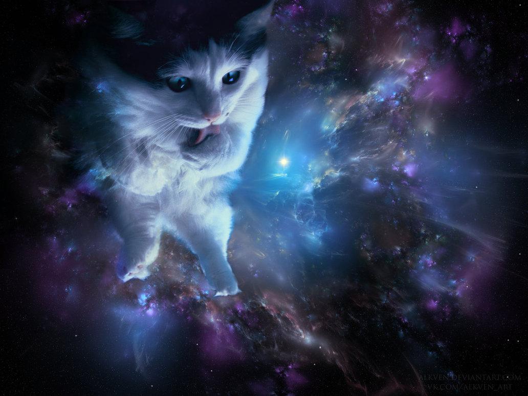 48+] Space Cat Wallpapers