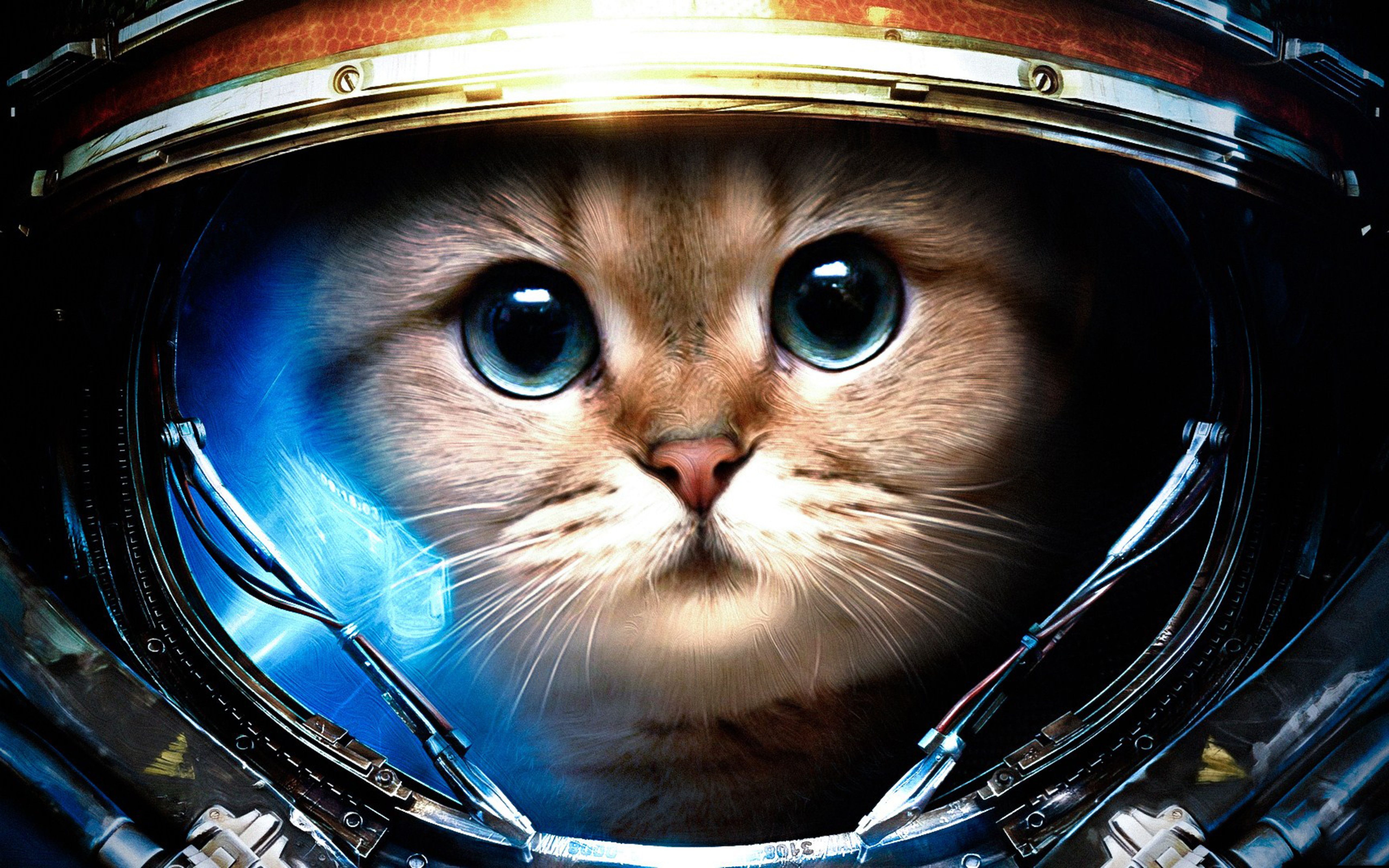 45+ Space Kitty Wallpapers