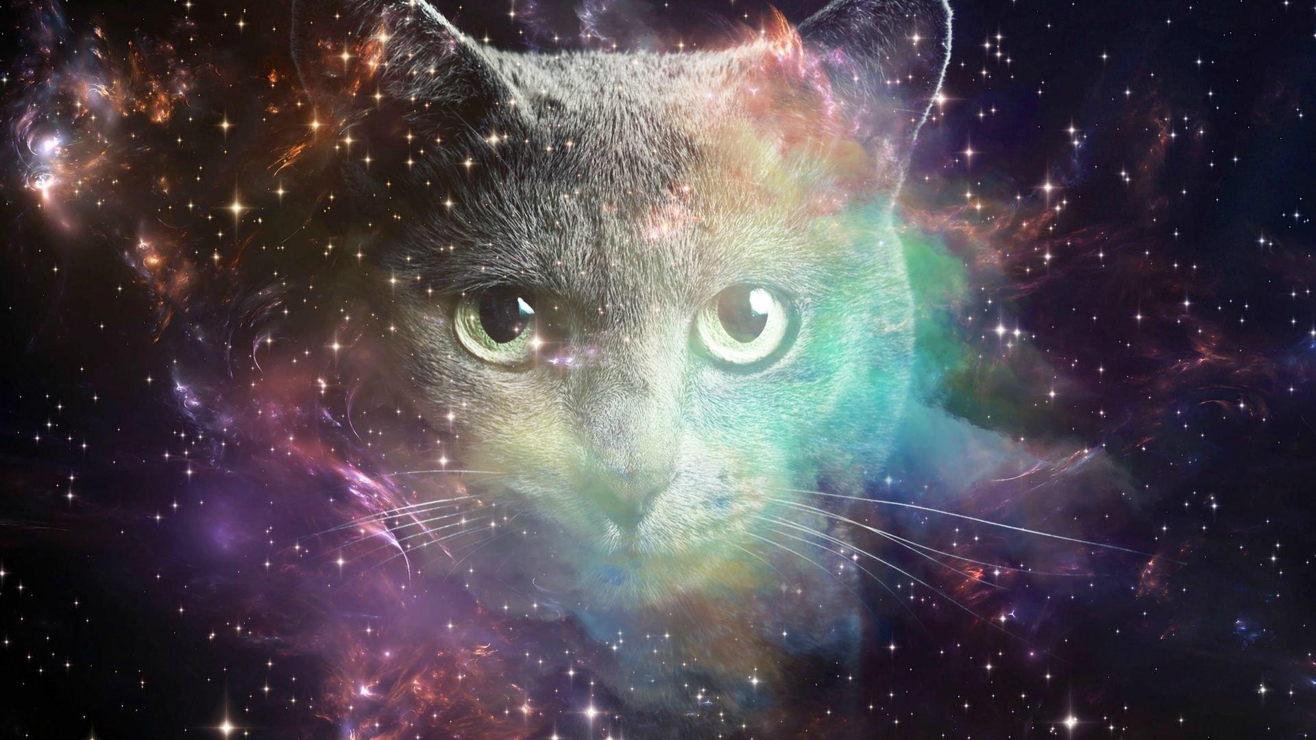 Space Cat HD wallpapers