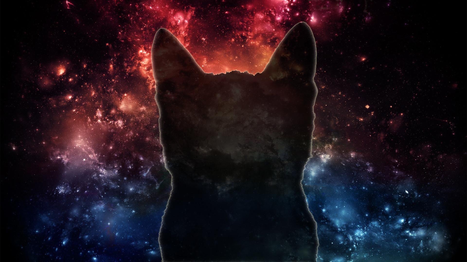 78+ Space Cat Wallpapers