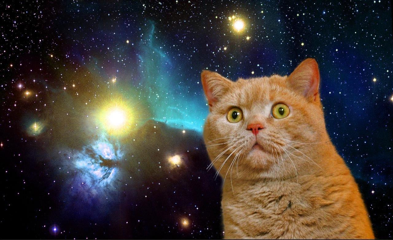 Cat In Space Wallpapers