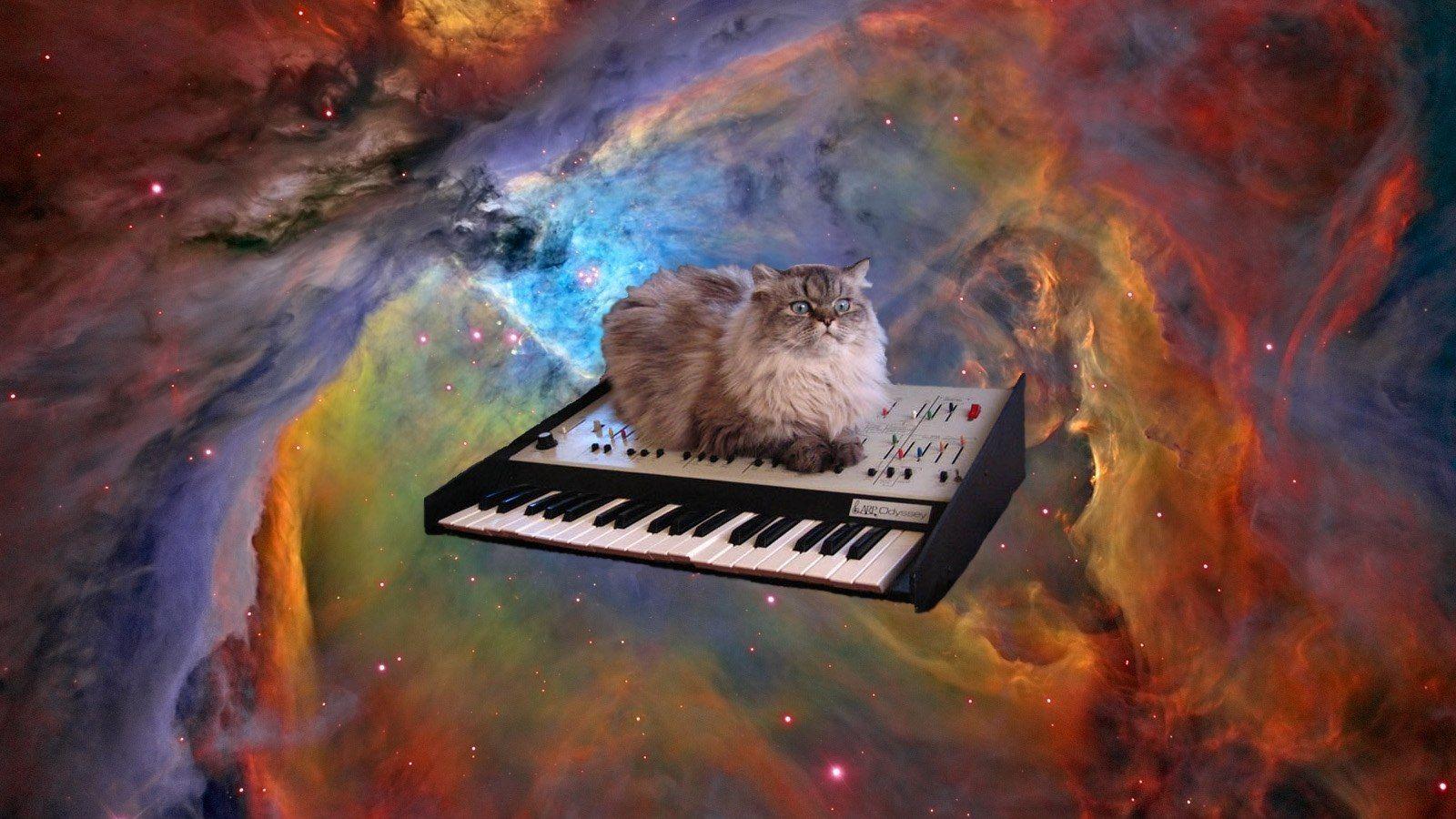 wallpapers cats in space