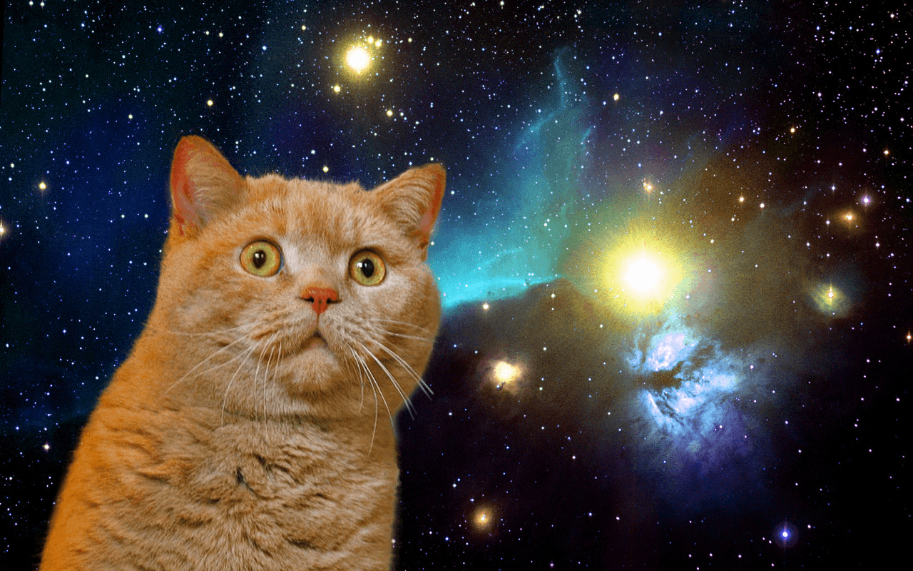 44+] Space Kitty Wallpapers
