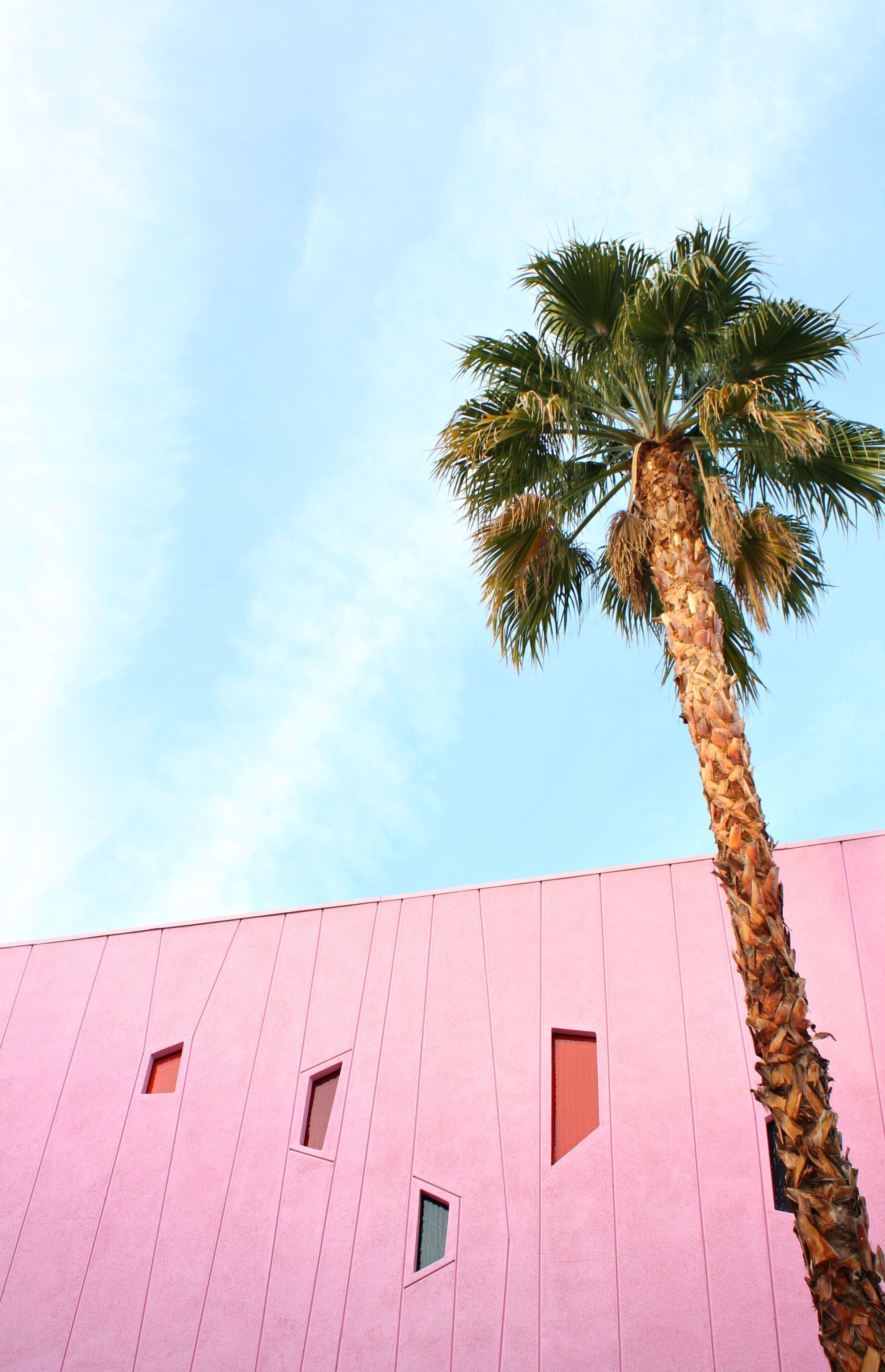 A colourful tour of Palm Springs. travel. Palm wallpaper, Tree