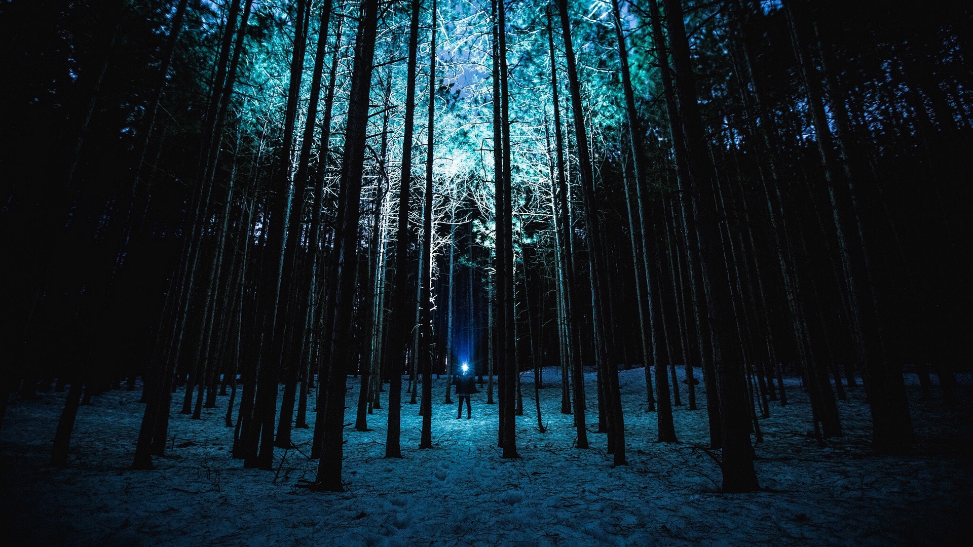 Опушка леса ночью