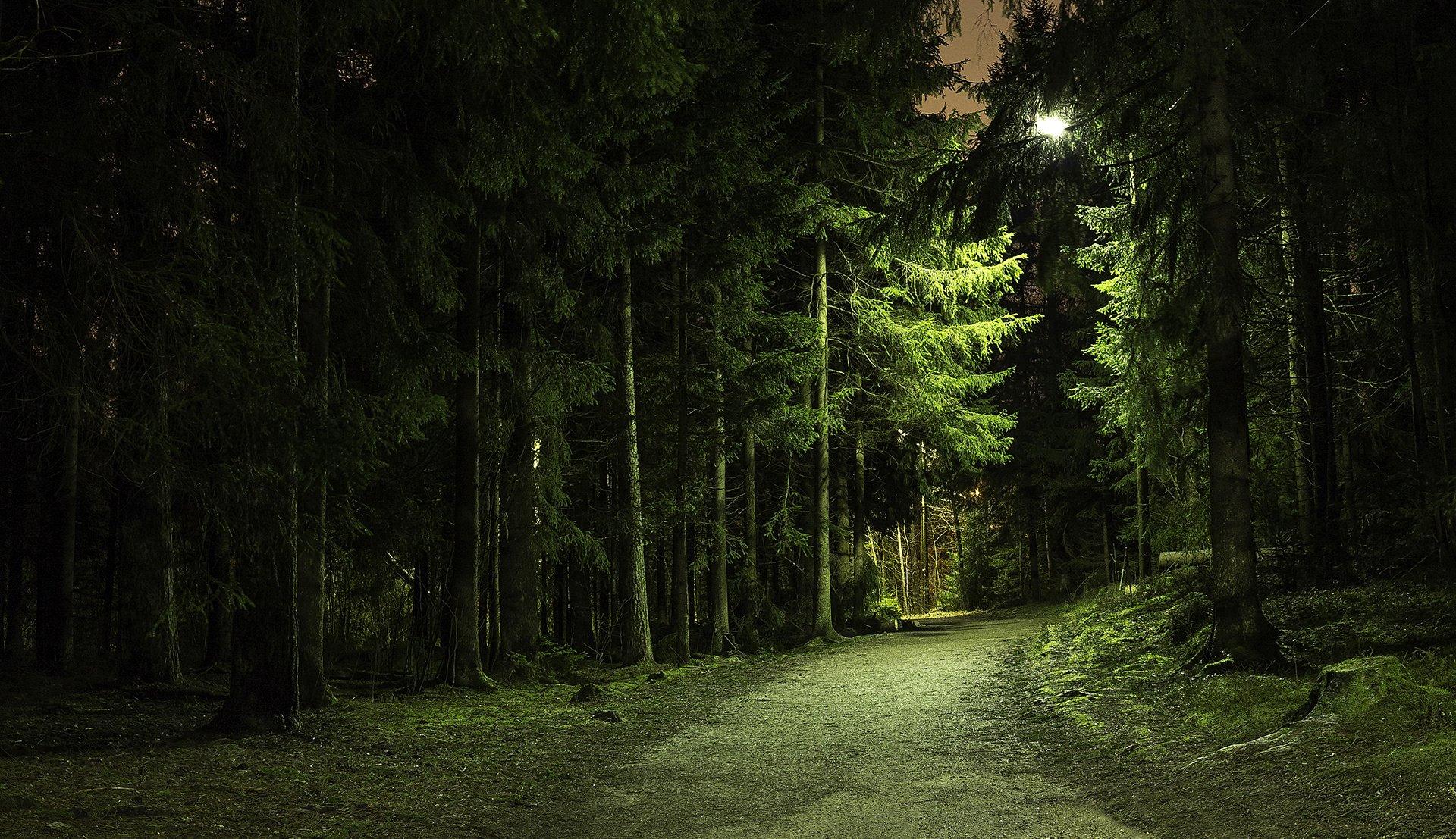 Forest park road derevtya night light lamp wallpaperx1107