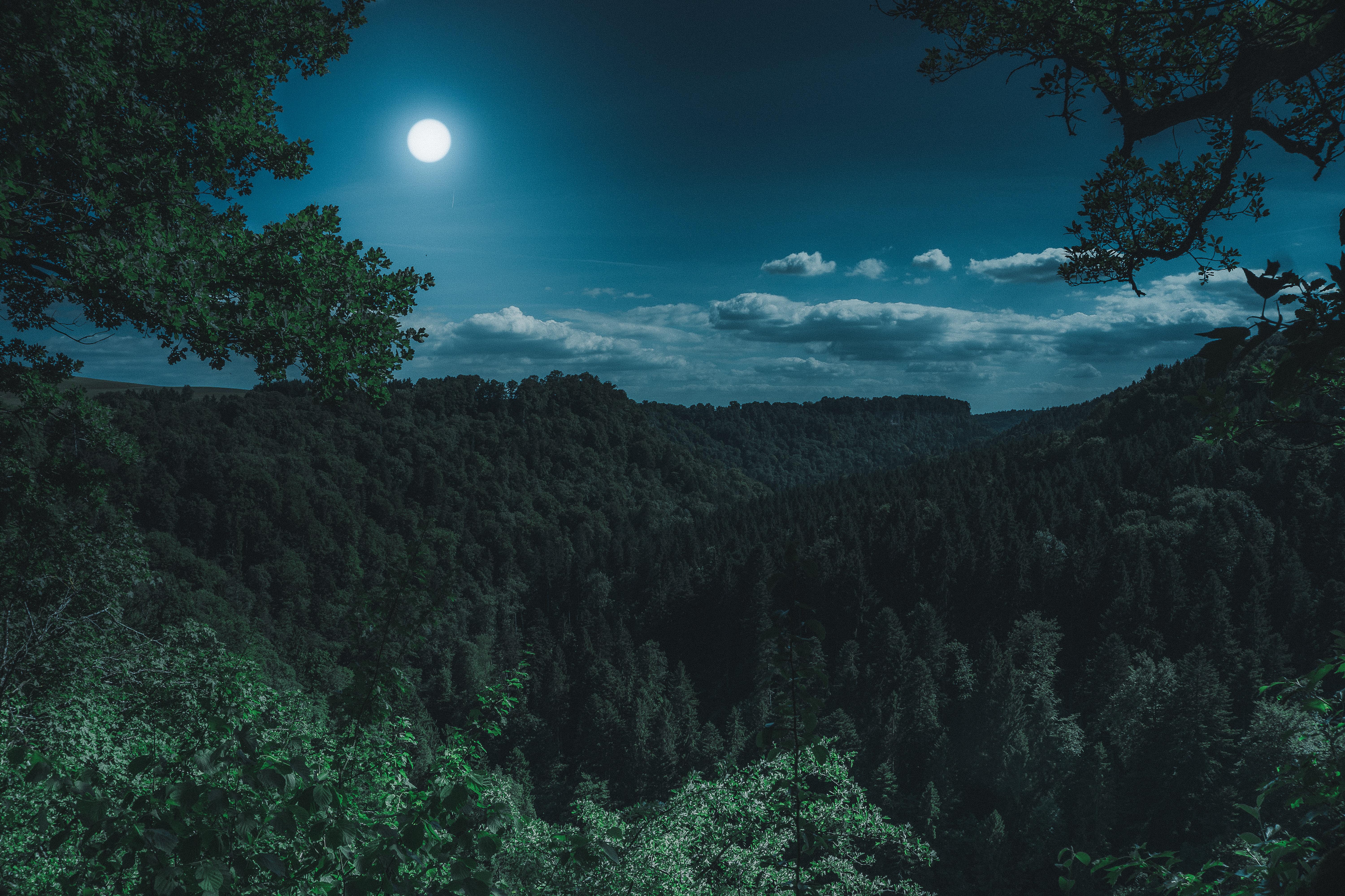 Dark Night Forest View 5k, HD Nature, 4k Wallpaper, Image