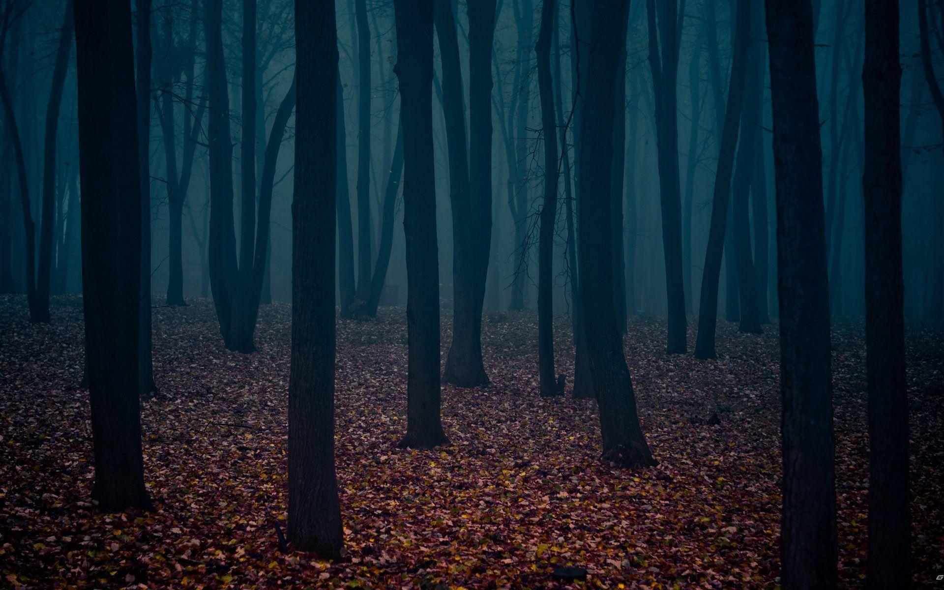 Forest at Night Wallpaper