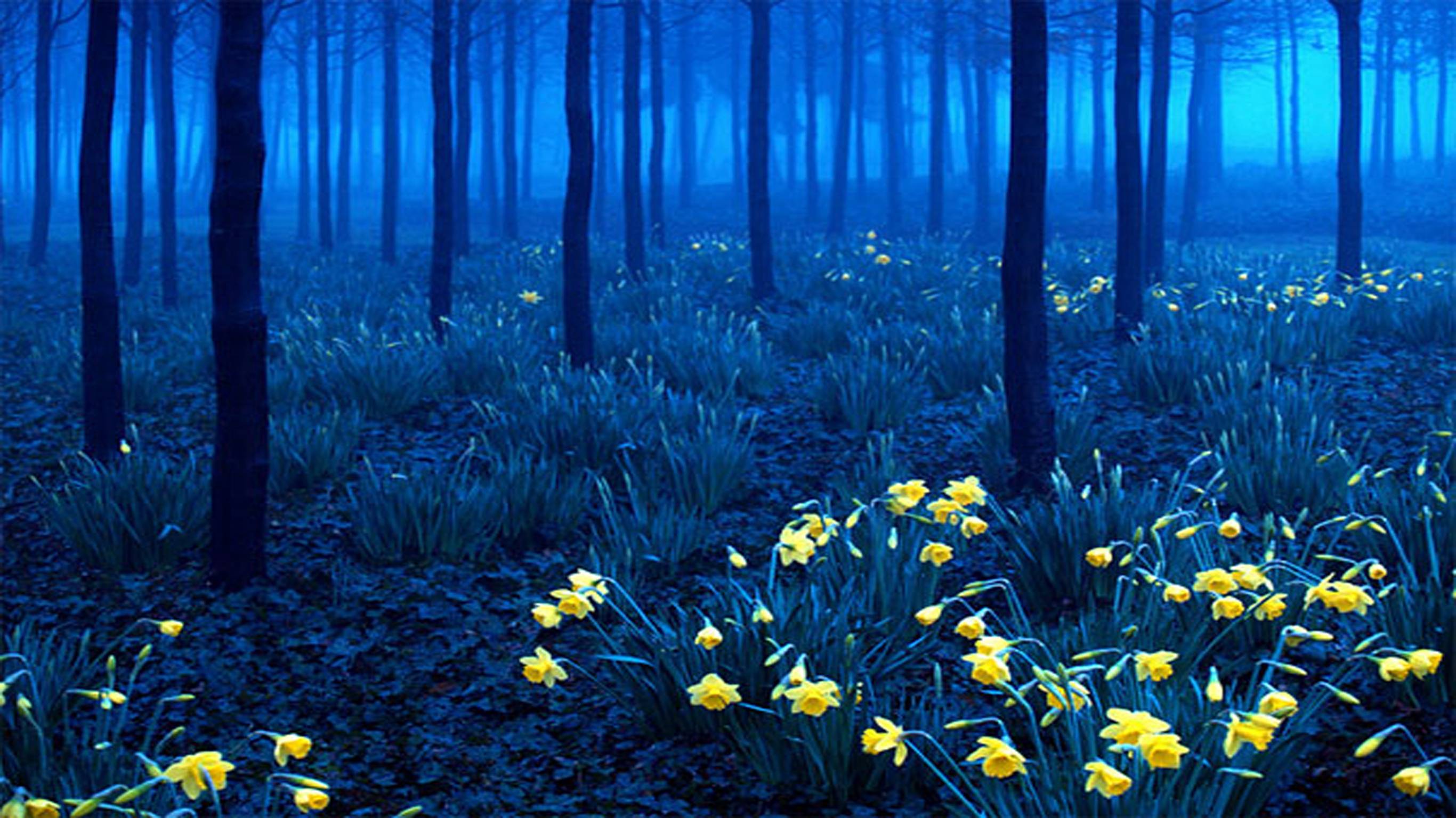 Blue Forest Wallpaper Free Blue Forest Background