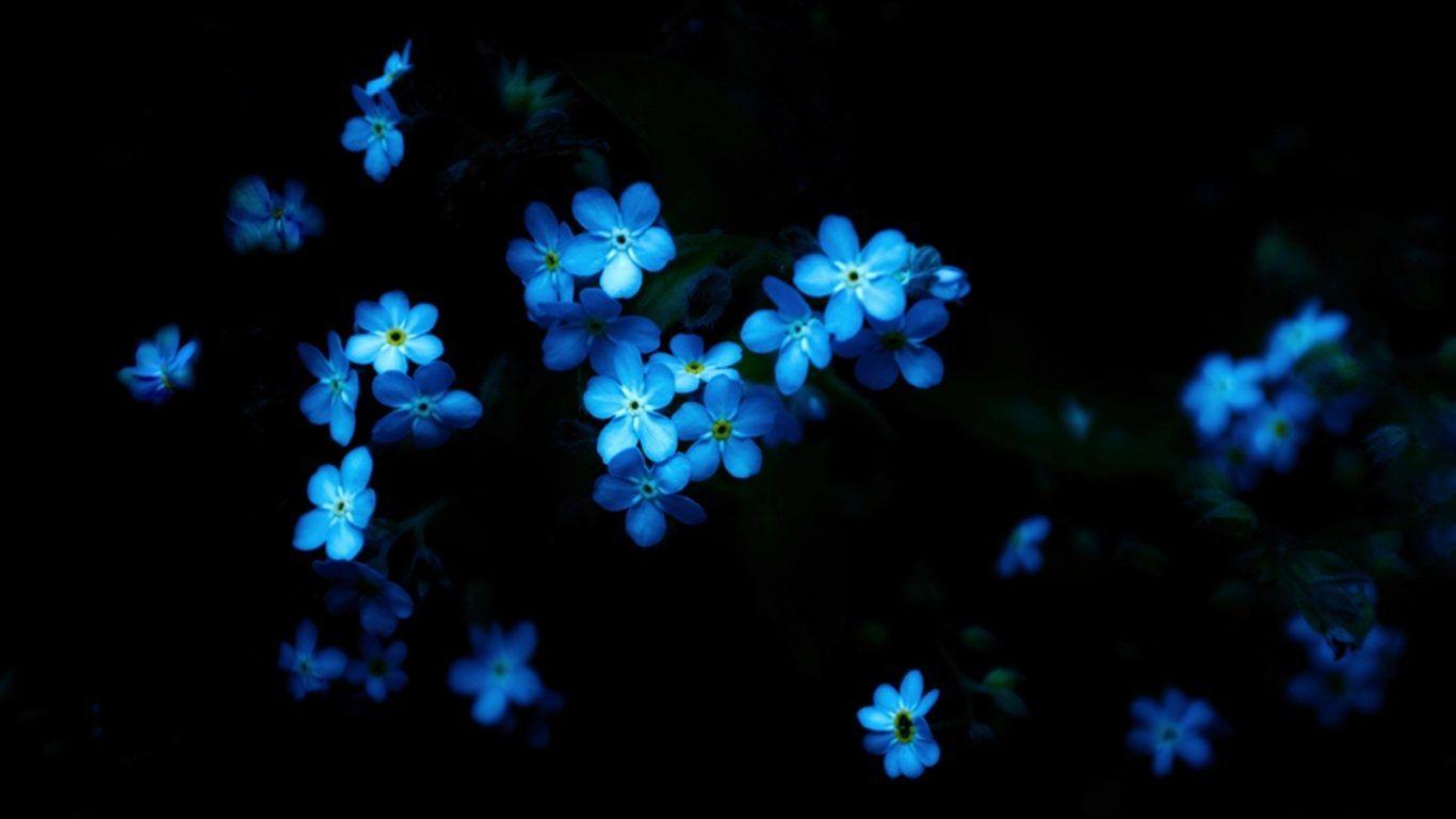 Fairy Blue Flower Wallpapers Wallpaper Cave