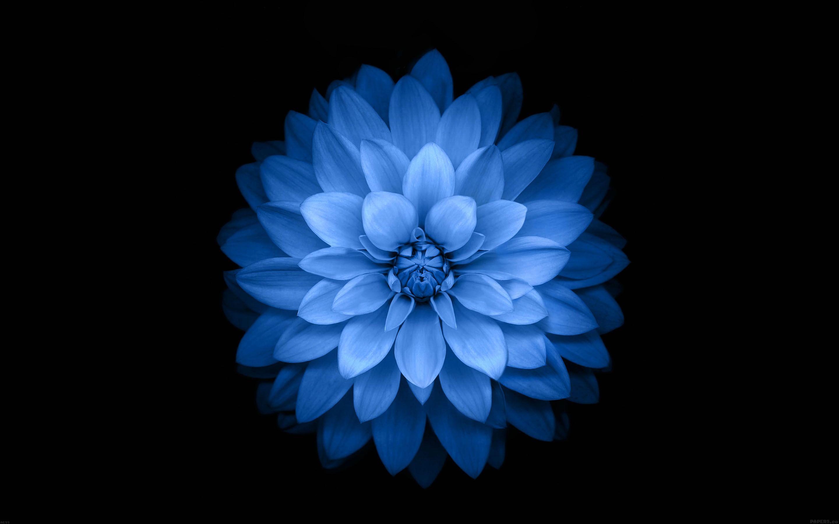 Black Blue Flower Wallpaper