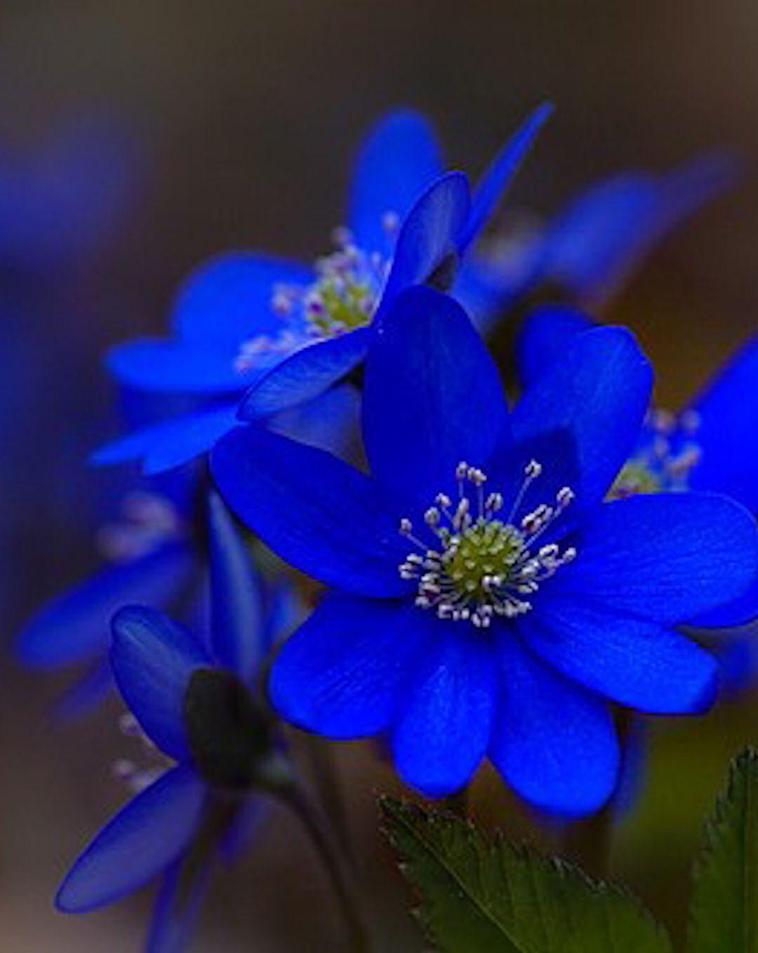 Beautiful Blue Flowers. Blue. Blue flowers, Blue flower picture