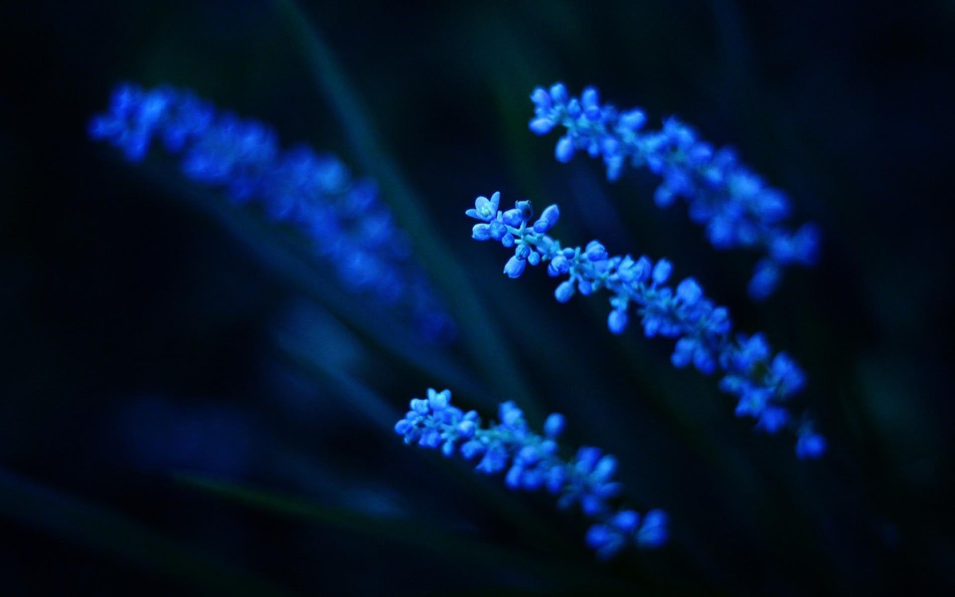 Black Blue Flower Wallpaper