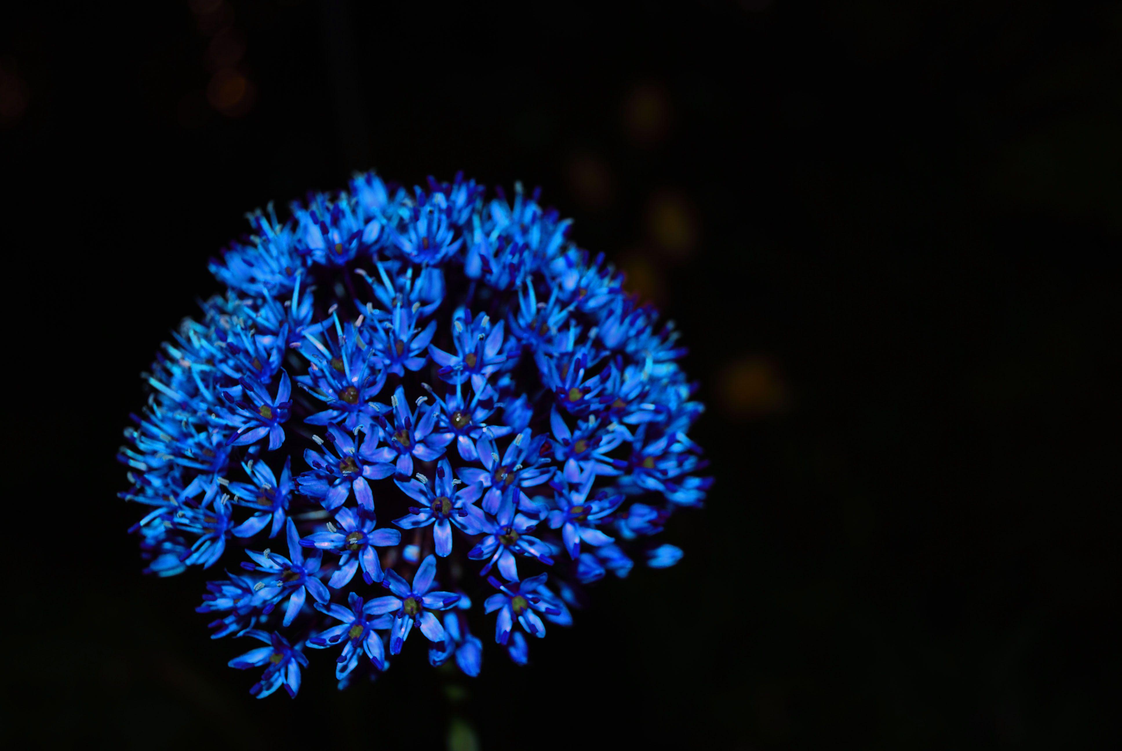 Black Blue Flower Wallpaper