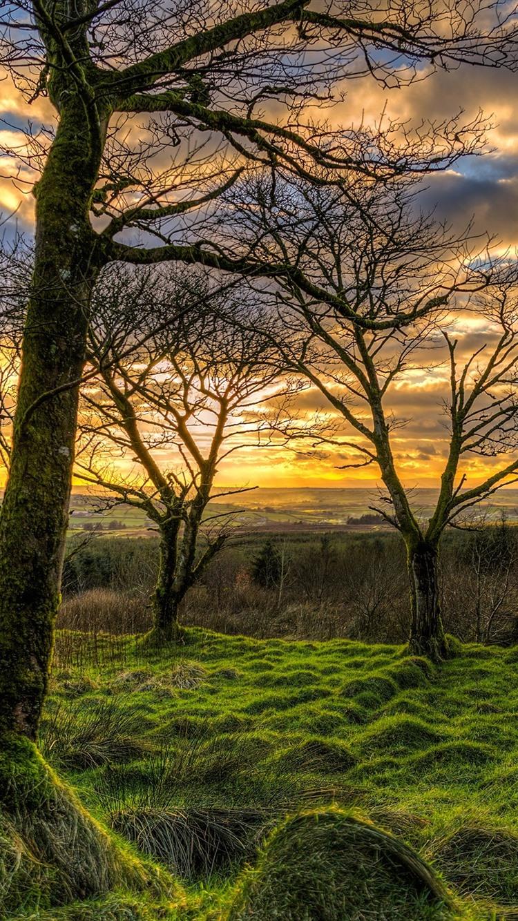 Wallpaper Northern Ireland, UK, nature landscape, grass, trees