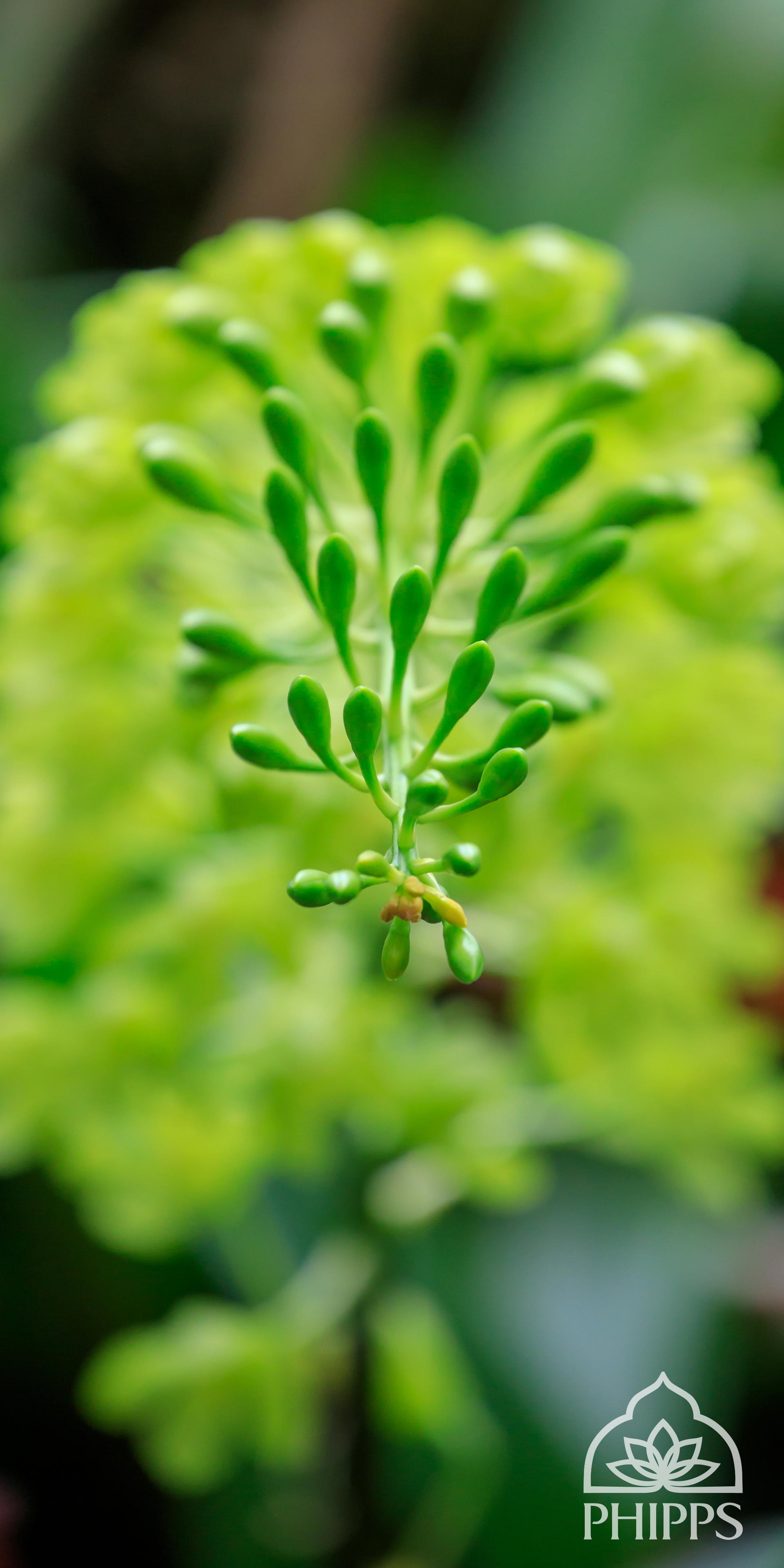 Mobile Wallpaper. Phipps Conservatory and Botanical Gardens