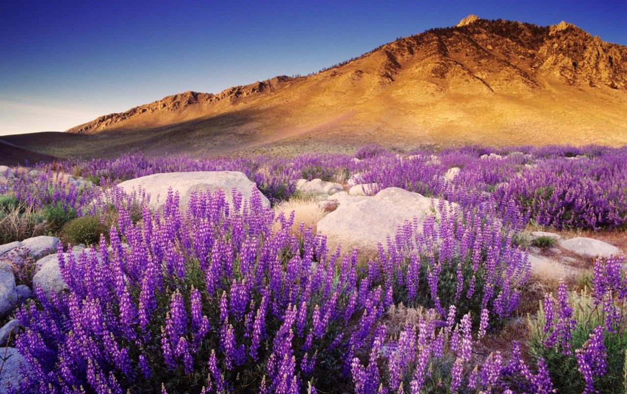 Purple Mountain Flowers wallpaper. Purple Mountain Flowers stock