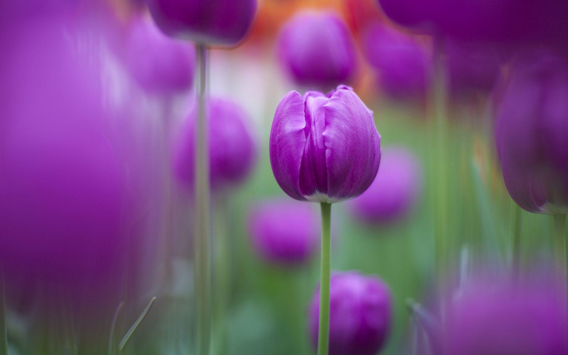 Purple Tulips Wallpaper. Free HD Wallpaper for Desktop, iPad