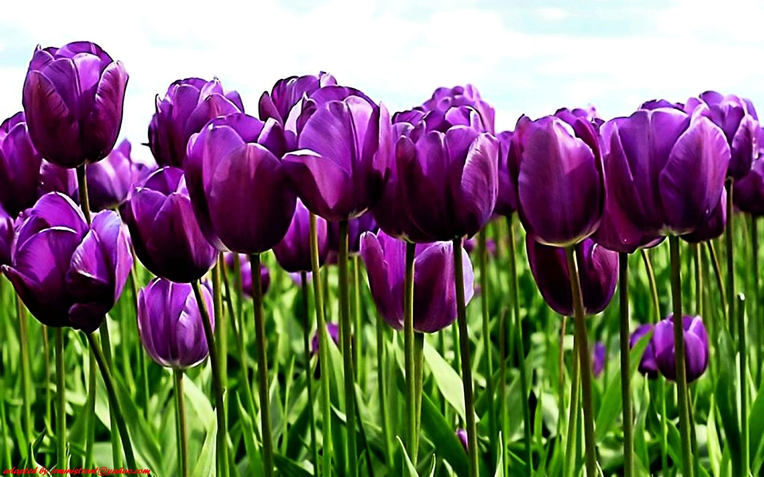 Purple Tulips Wallpapers - Wallpaper Cave
