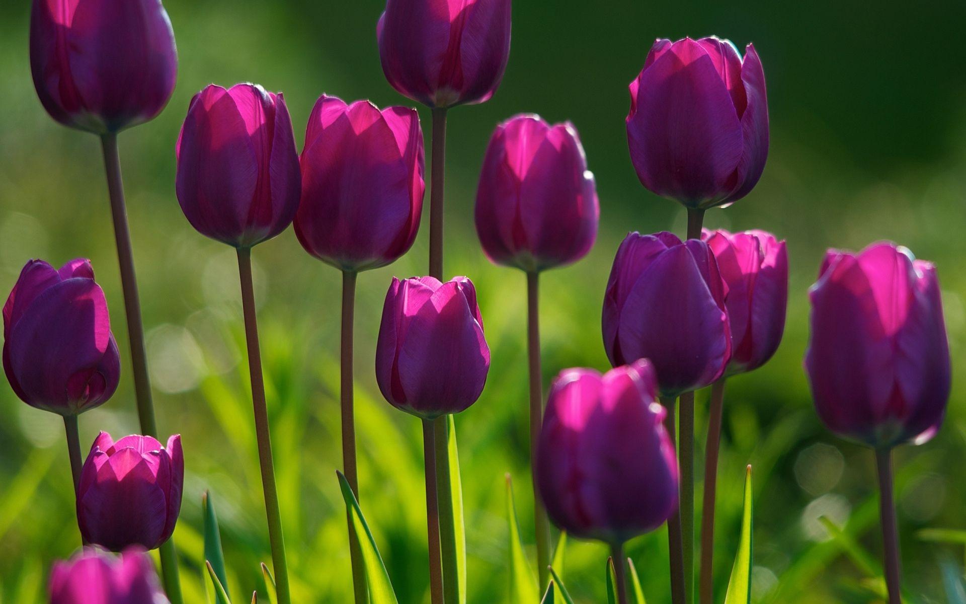 3D Spring Purple Tulips Nature Wallpaper For Desktop HD. Spring