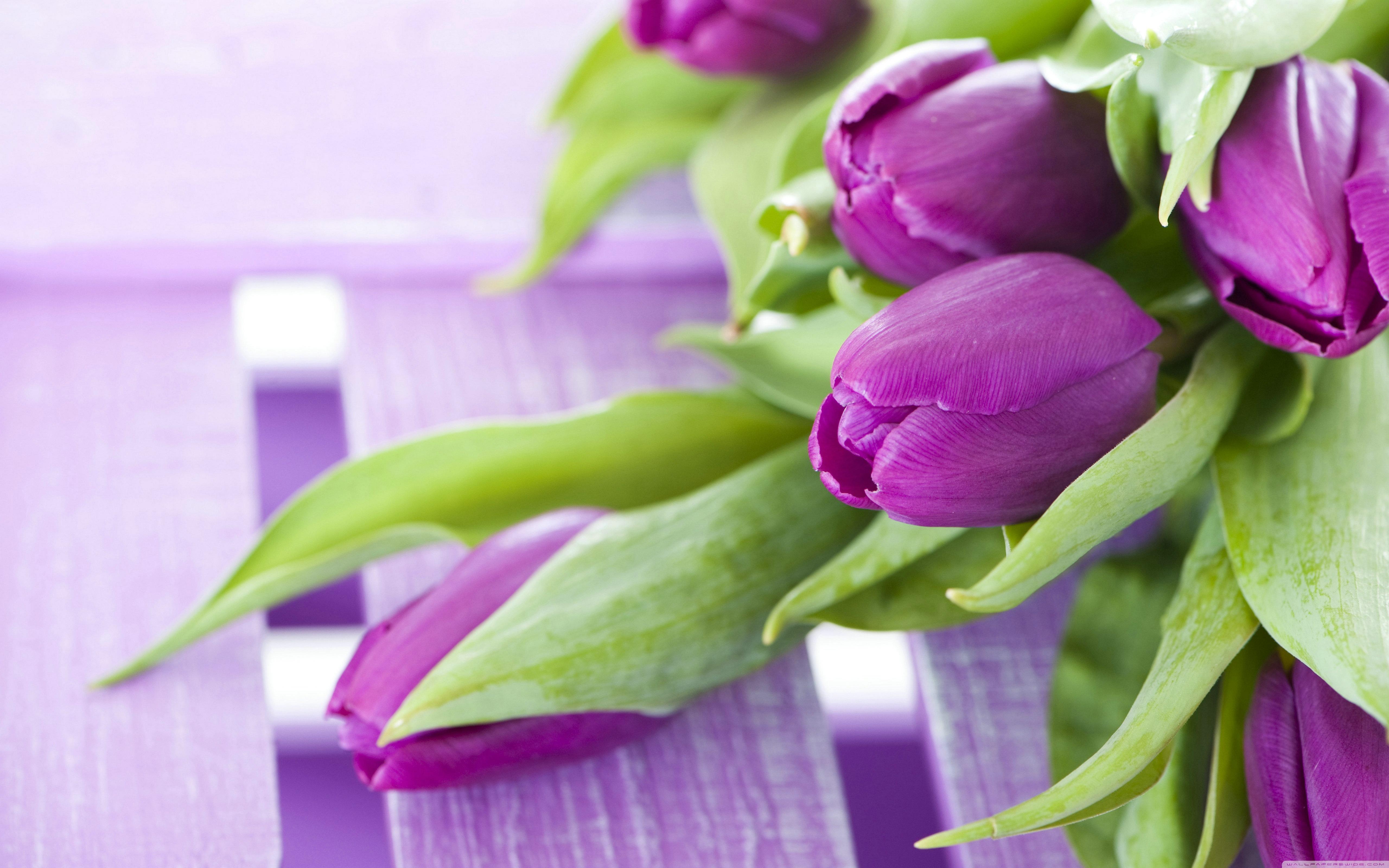 Purple Tulips ❤ 4K HD Desktop Wallpaper for 4K Ultra HD TV • Dual